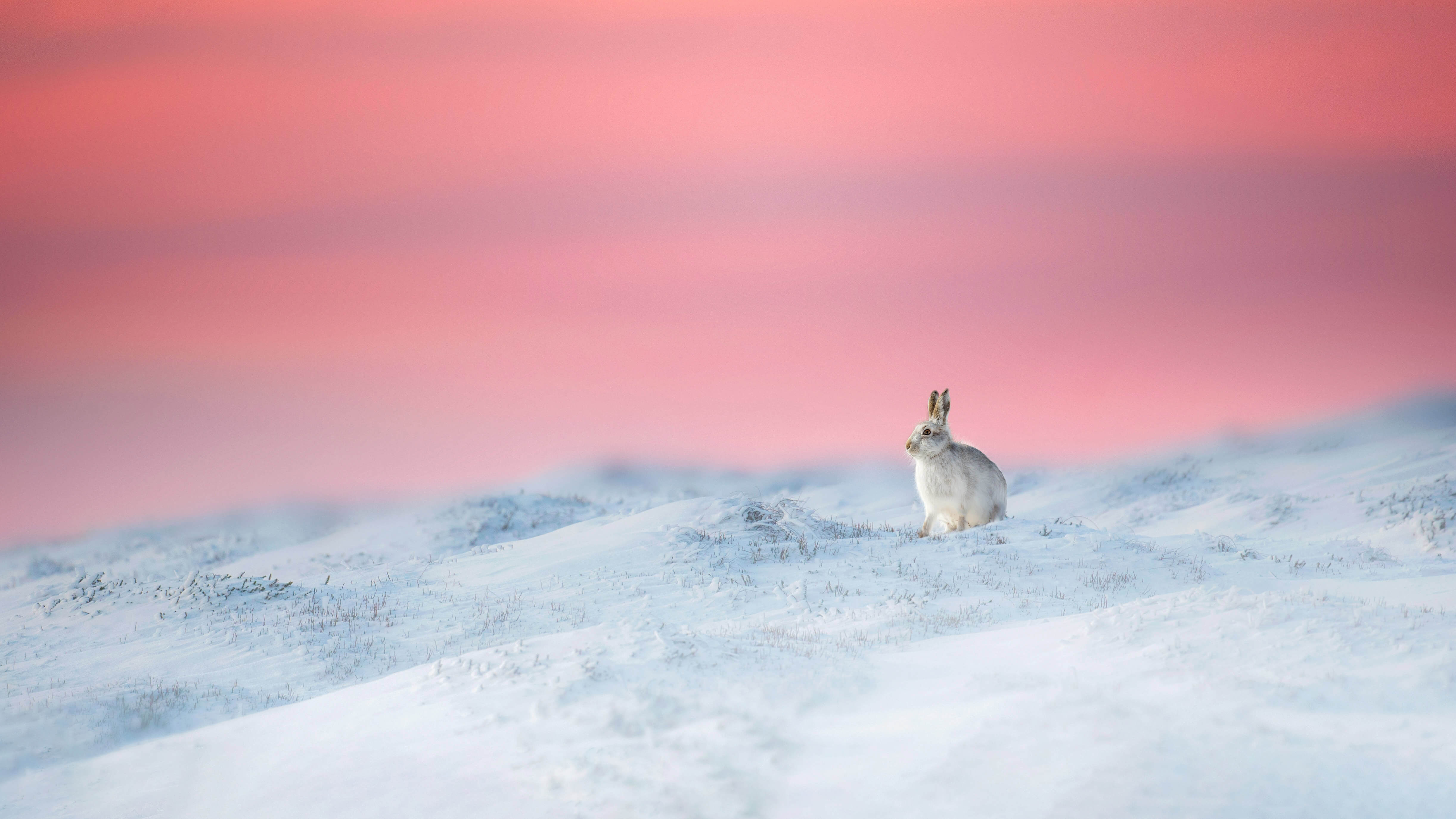 White Mountain Hare Pink Sunset Snow