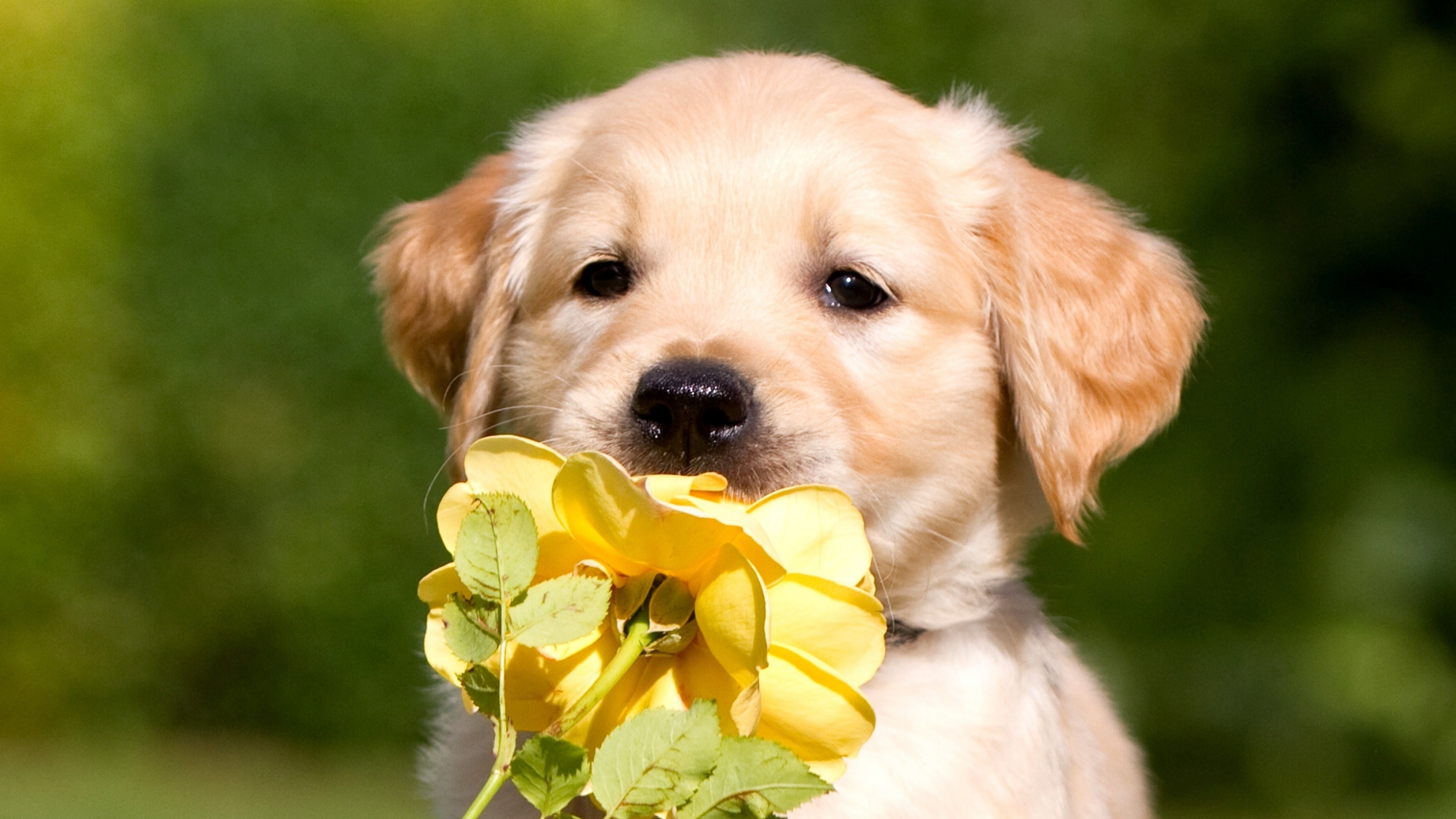 Golden Retriever Puppy Holding Yellow Rose