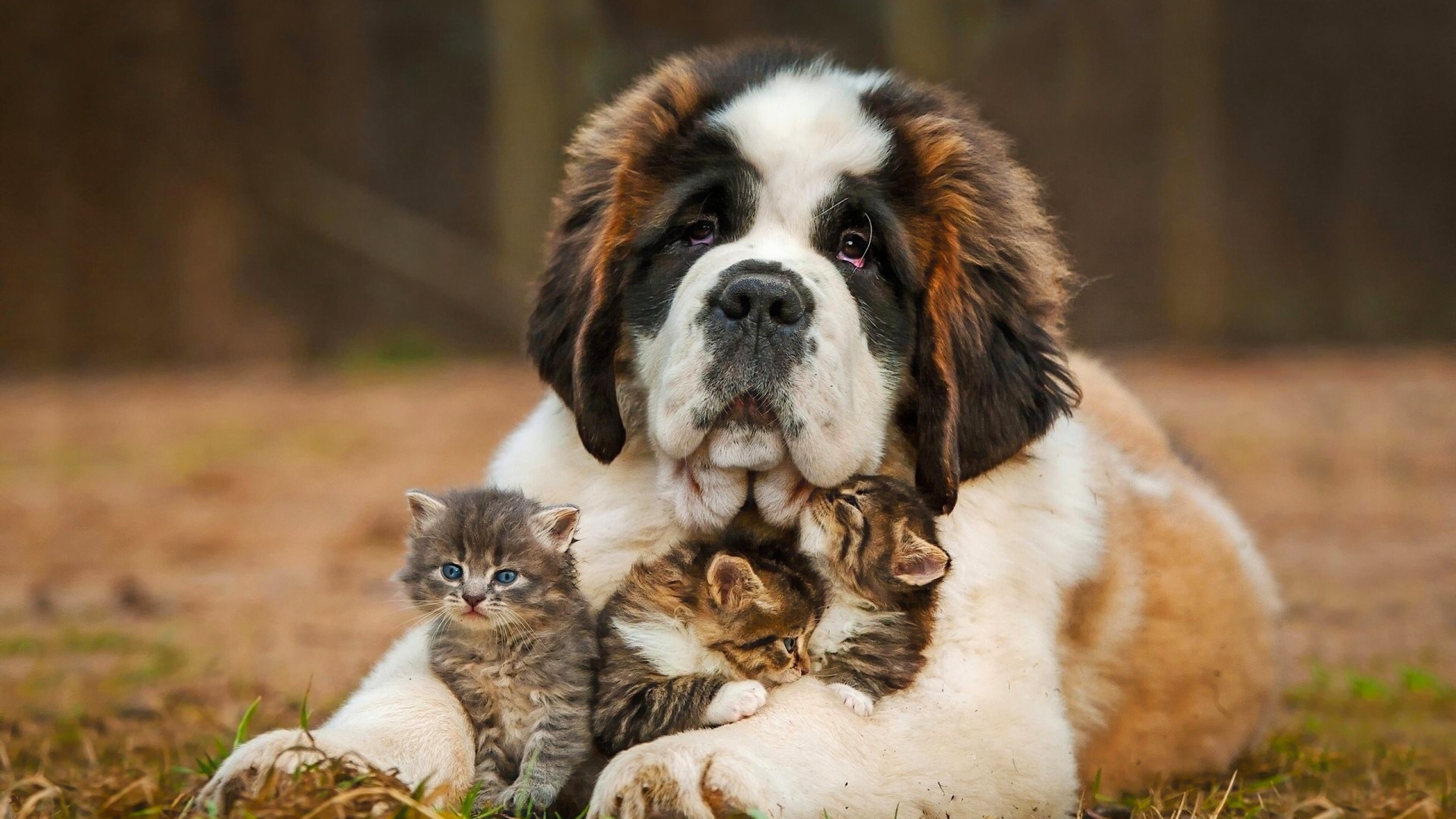 Gentle Saint Bernard Dog Cuddling Kittens