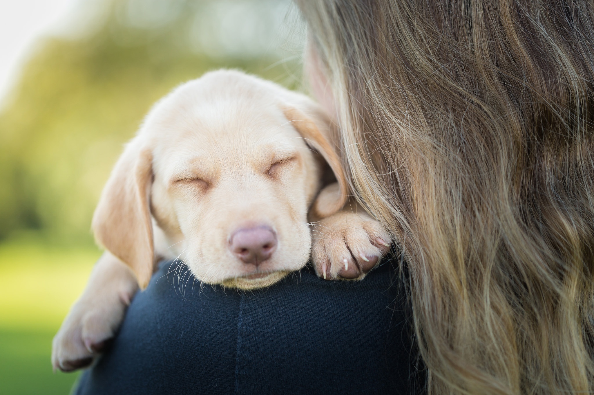Sleeping Yellow Labrador Puppy Girl Hug