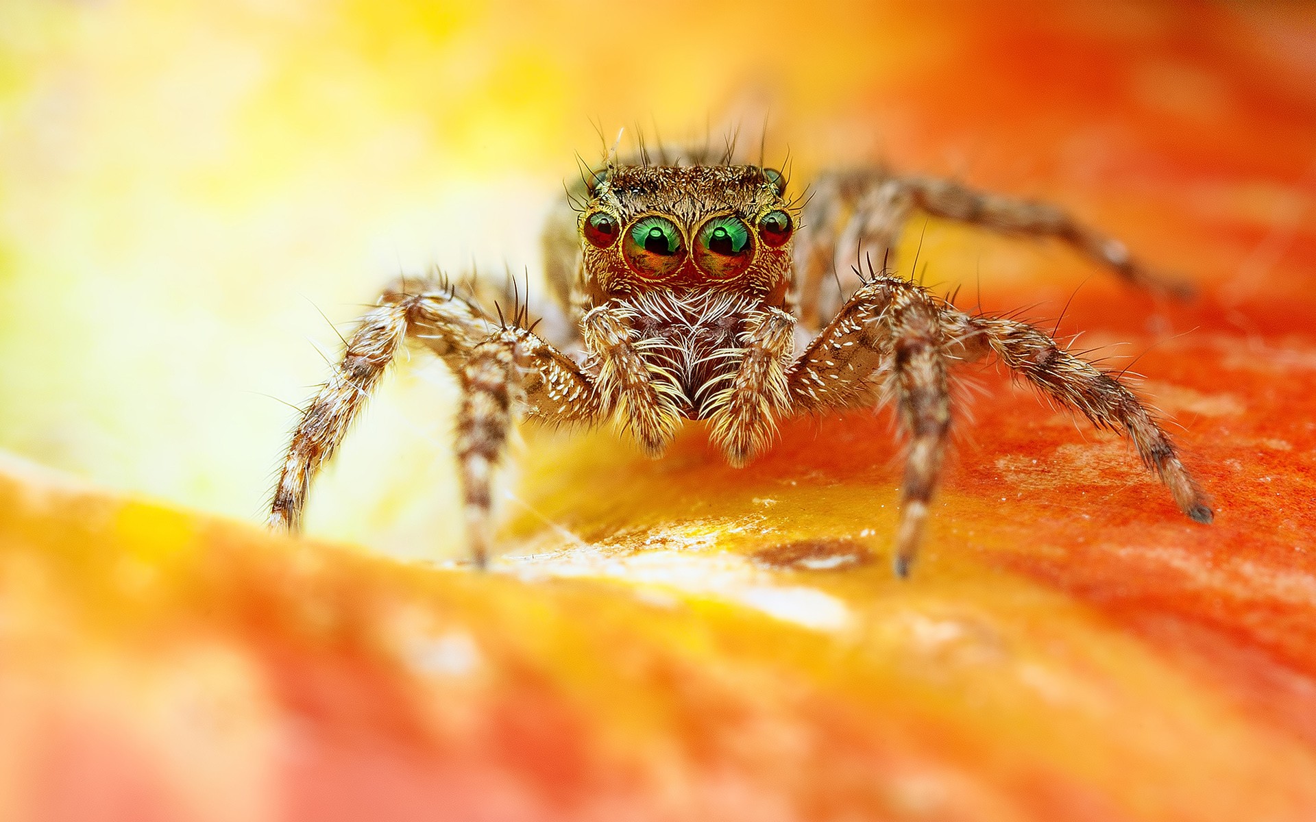Jumping Spider Water Droplet Reflection Macro