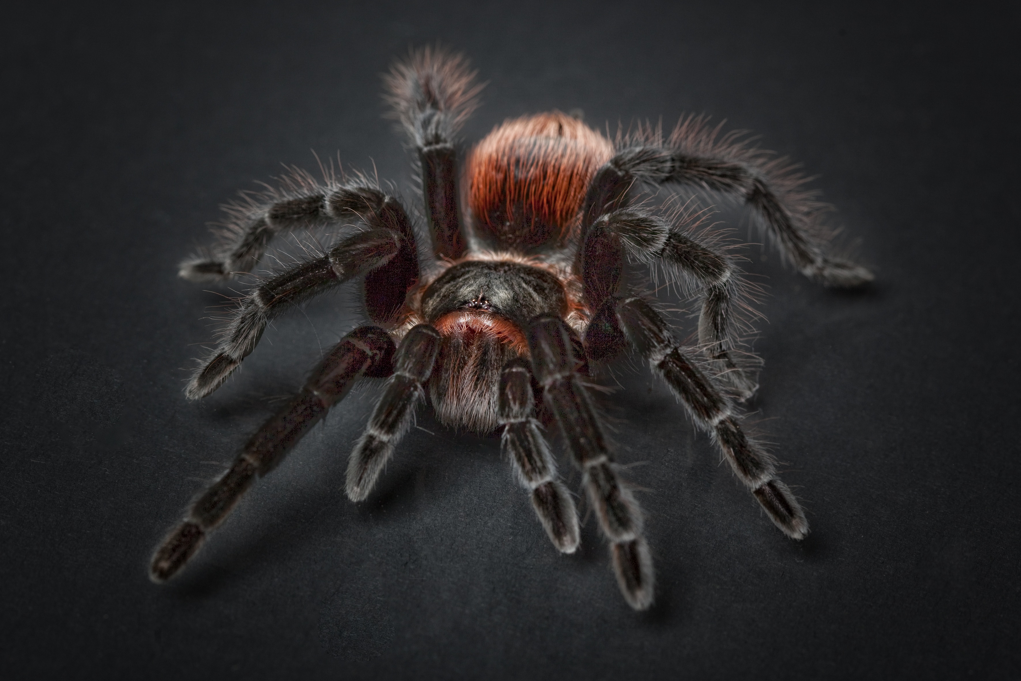Mexican Redknee Tarantula Hairy Legs Close-Up