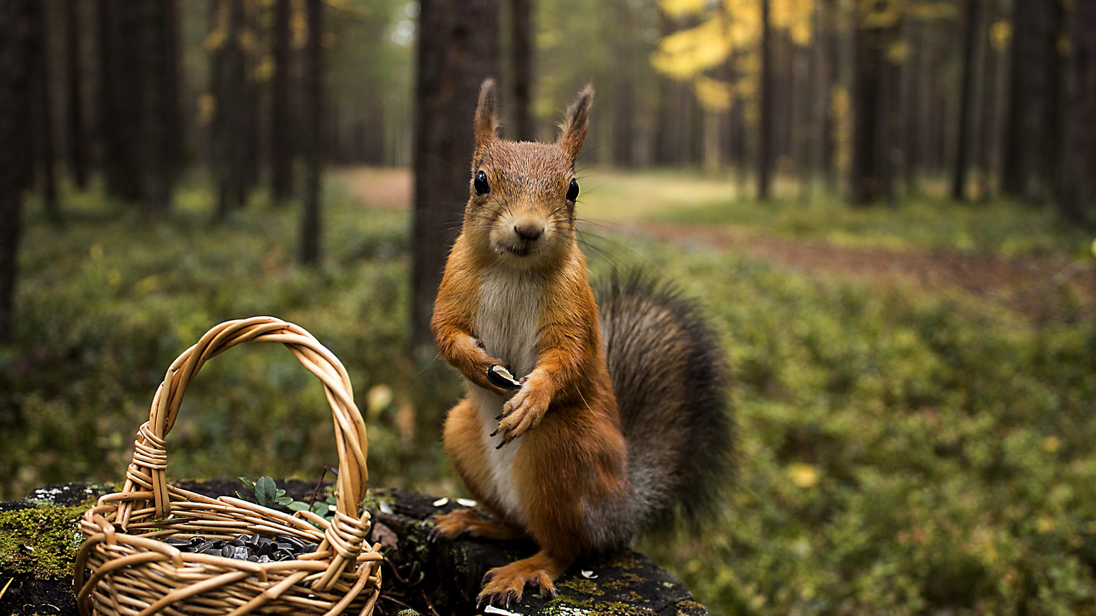 Funny Squirrel Pushing Tiny Grocery Cart