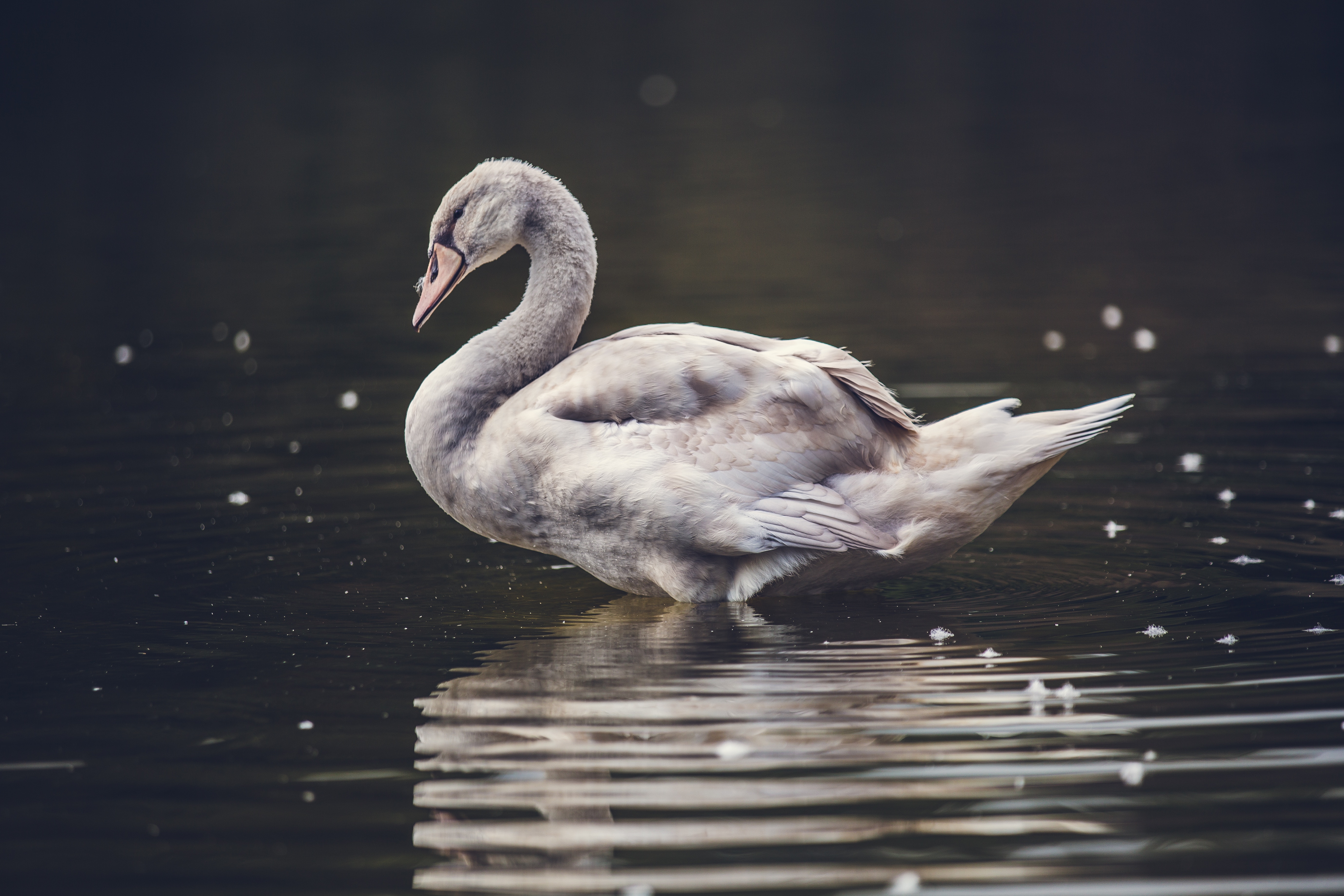 Mute Swan Swimming Lake Sunset Reflection