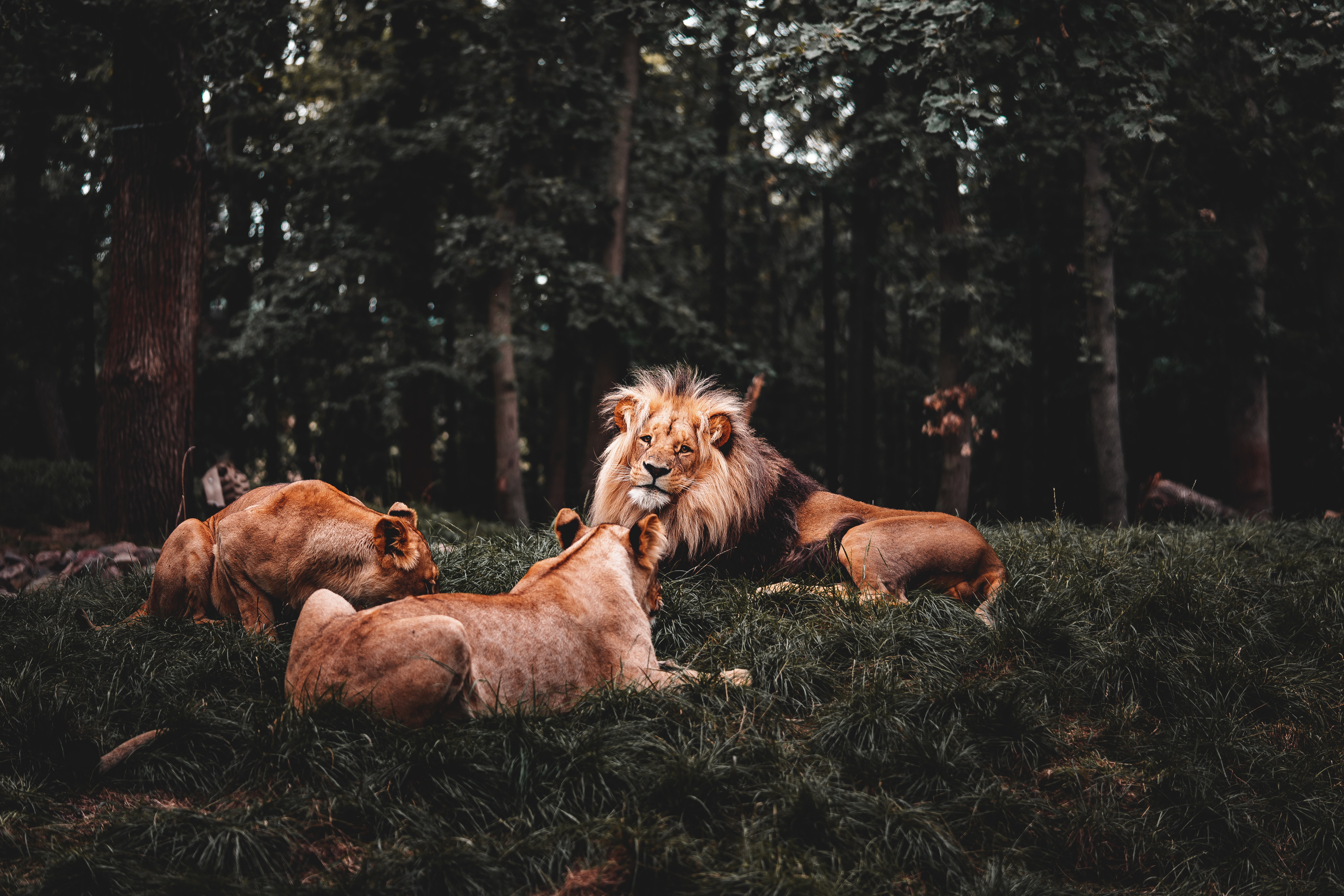 Trio of Male Lions Resting Savanna Meadow