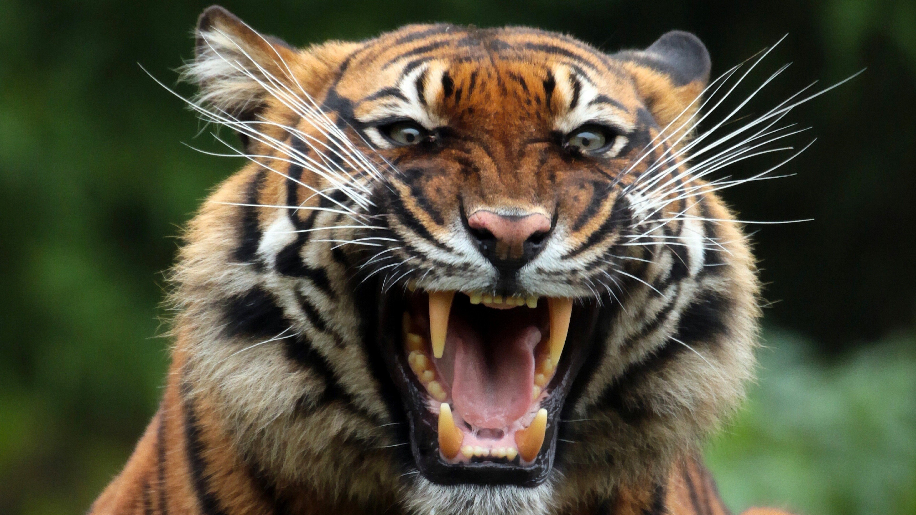 Roaring Tiger Showing Fangs Water Splash
