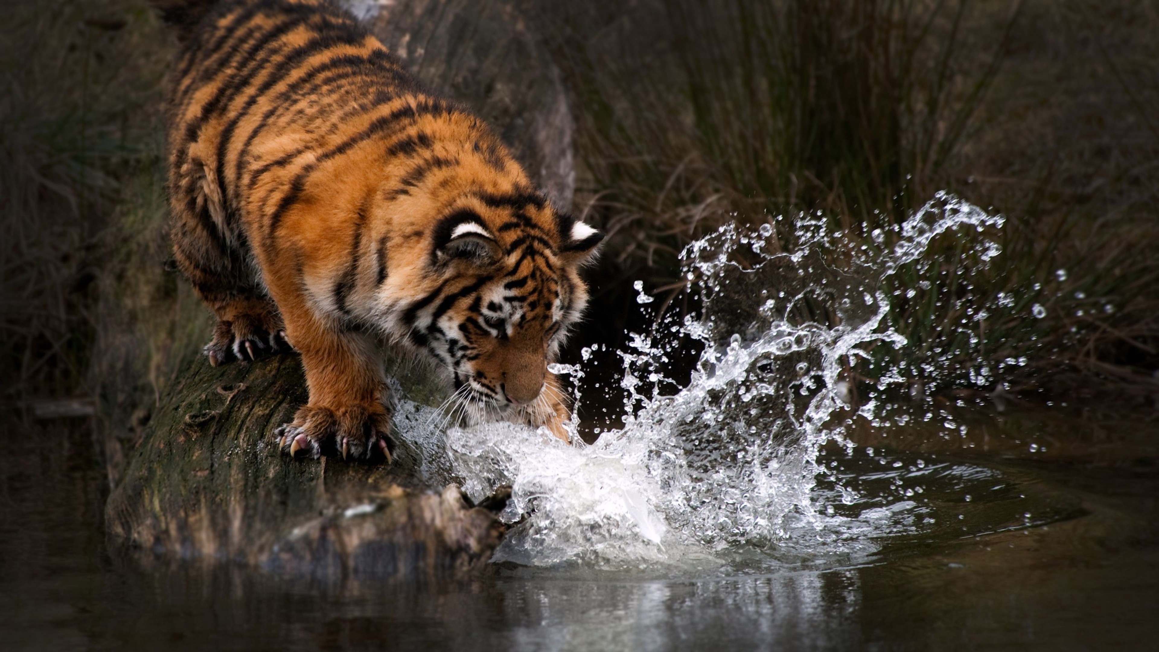 Tiger Swimming Emerald Green Water Reflection