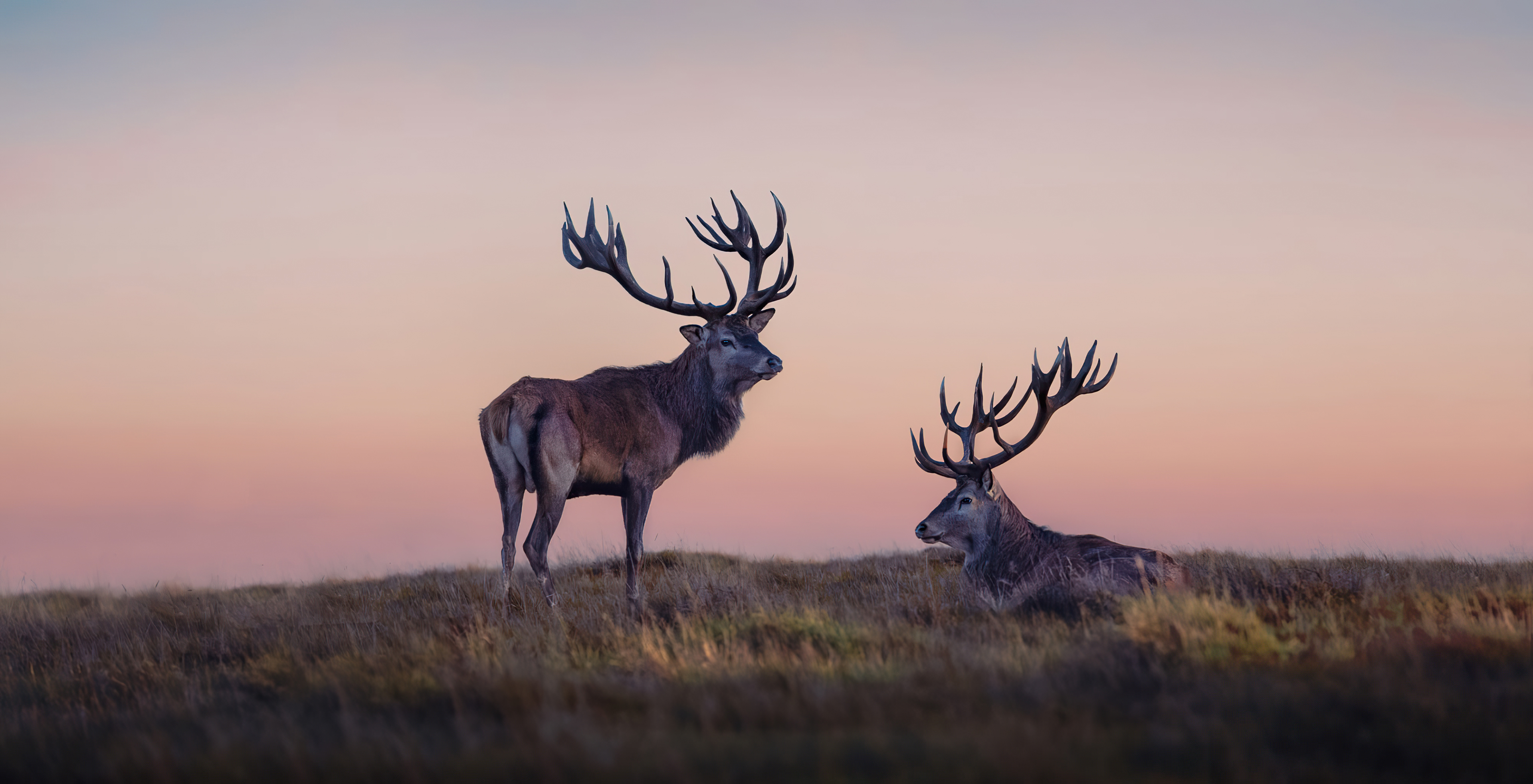 Two Reindeer Snowfall Forest Misty Twilight