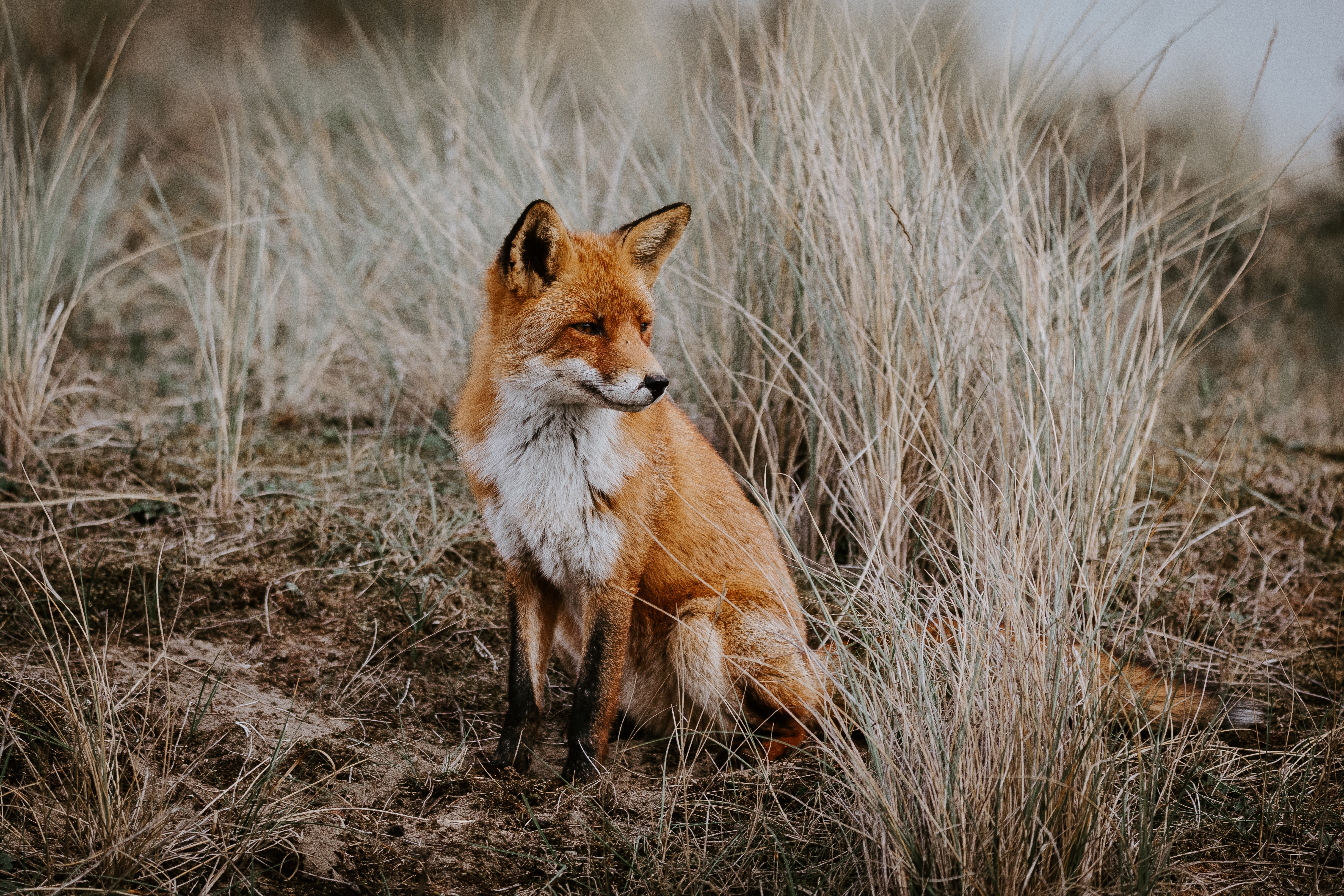 Red Fox Standing Snowy Forest Road