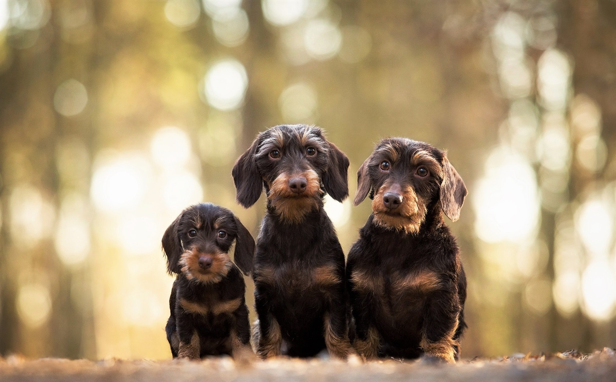 Wirehaired Dachshunds Sitting Mossy Forest