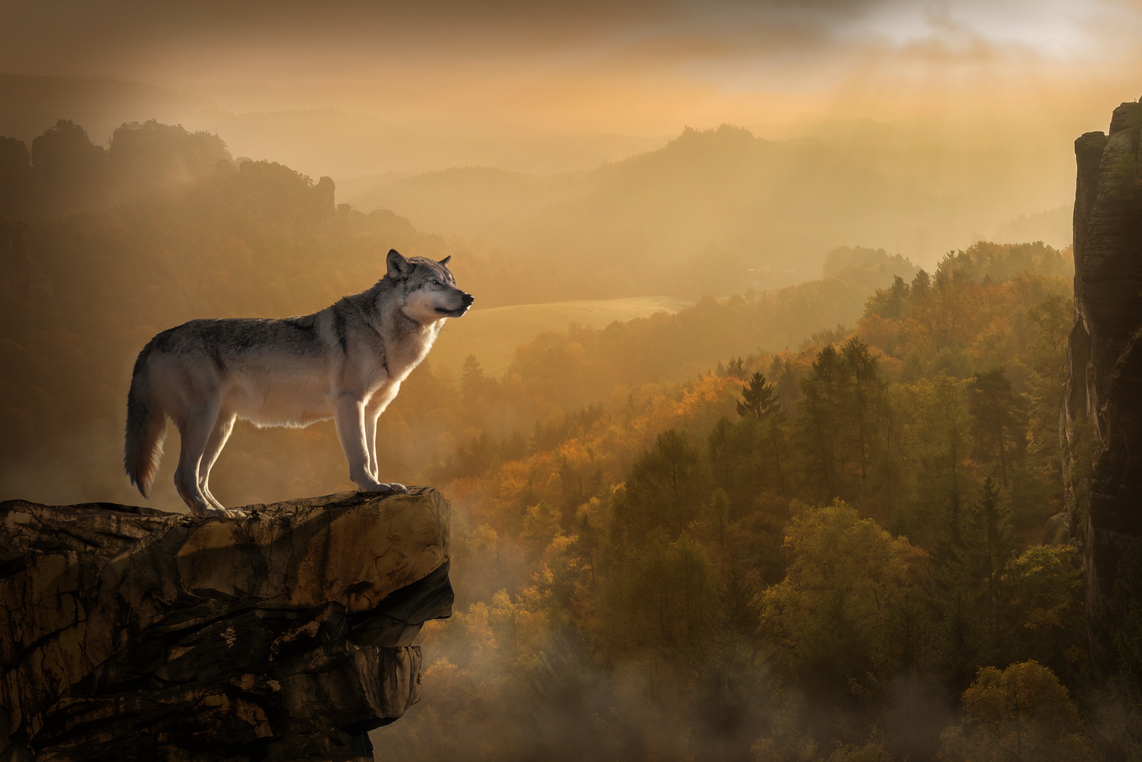 Lone Wolf Standing Cliff Edge Sunset