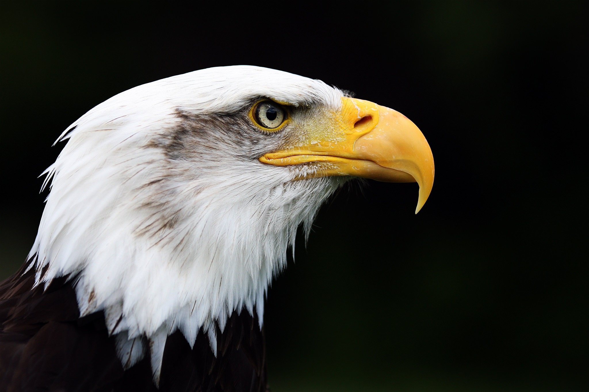 Majestic Bald Eagle Profile Dark Mood