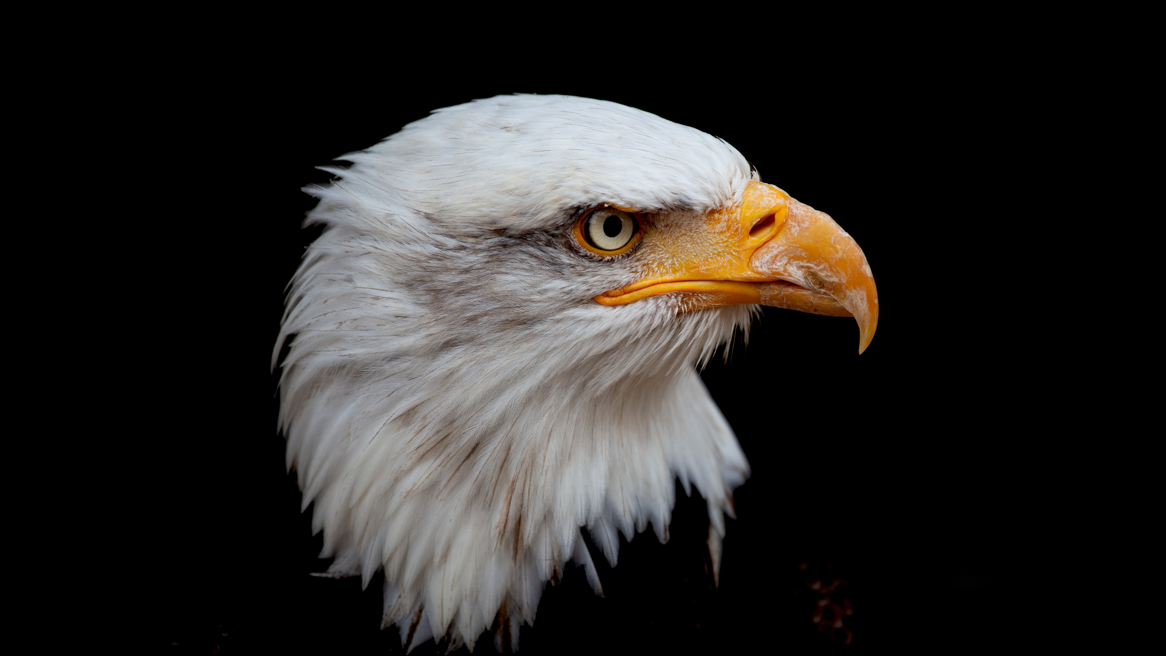 Sharp Gaze Of The Sky Sovereign