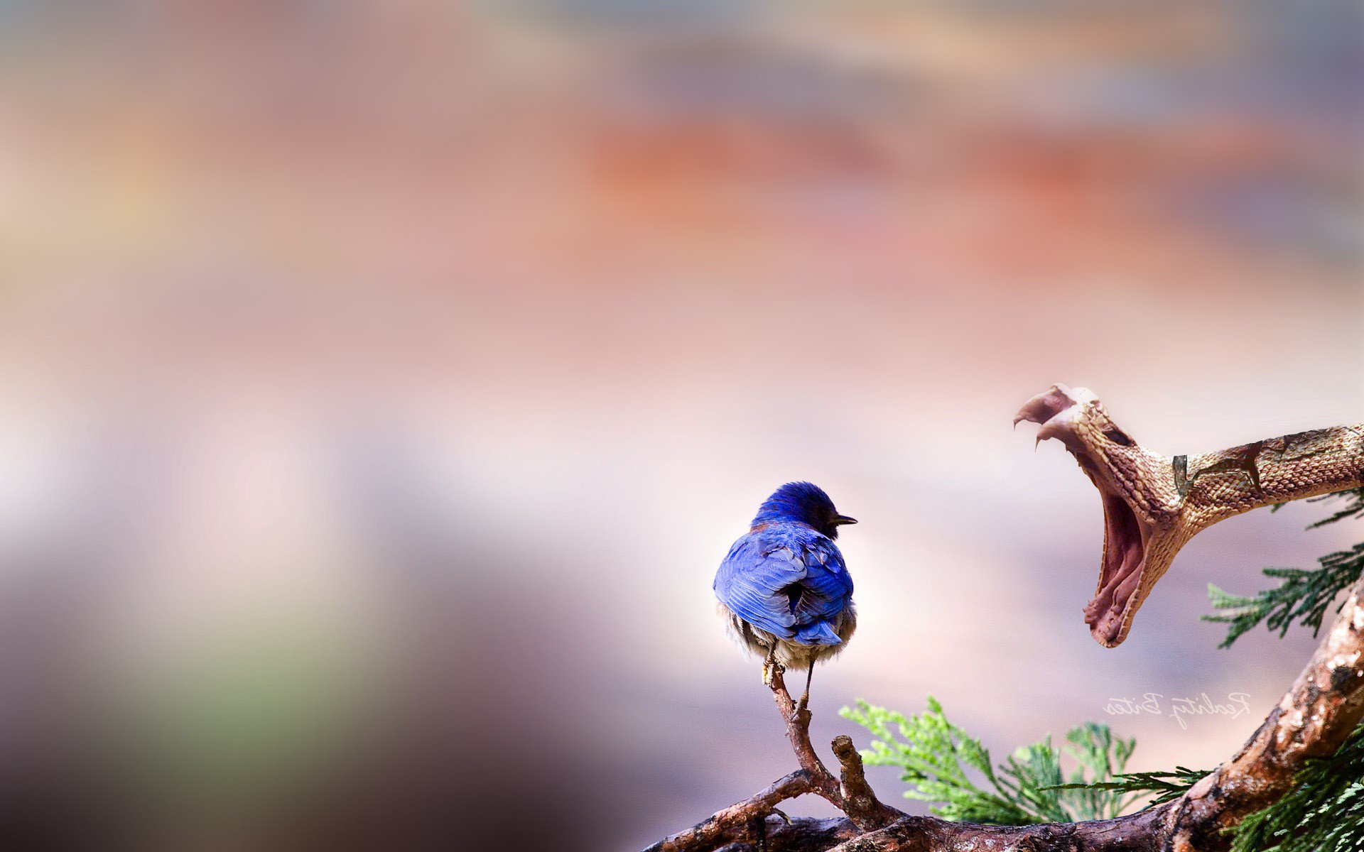 Western Bluebird Facing Striking Serpent