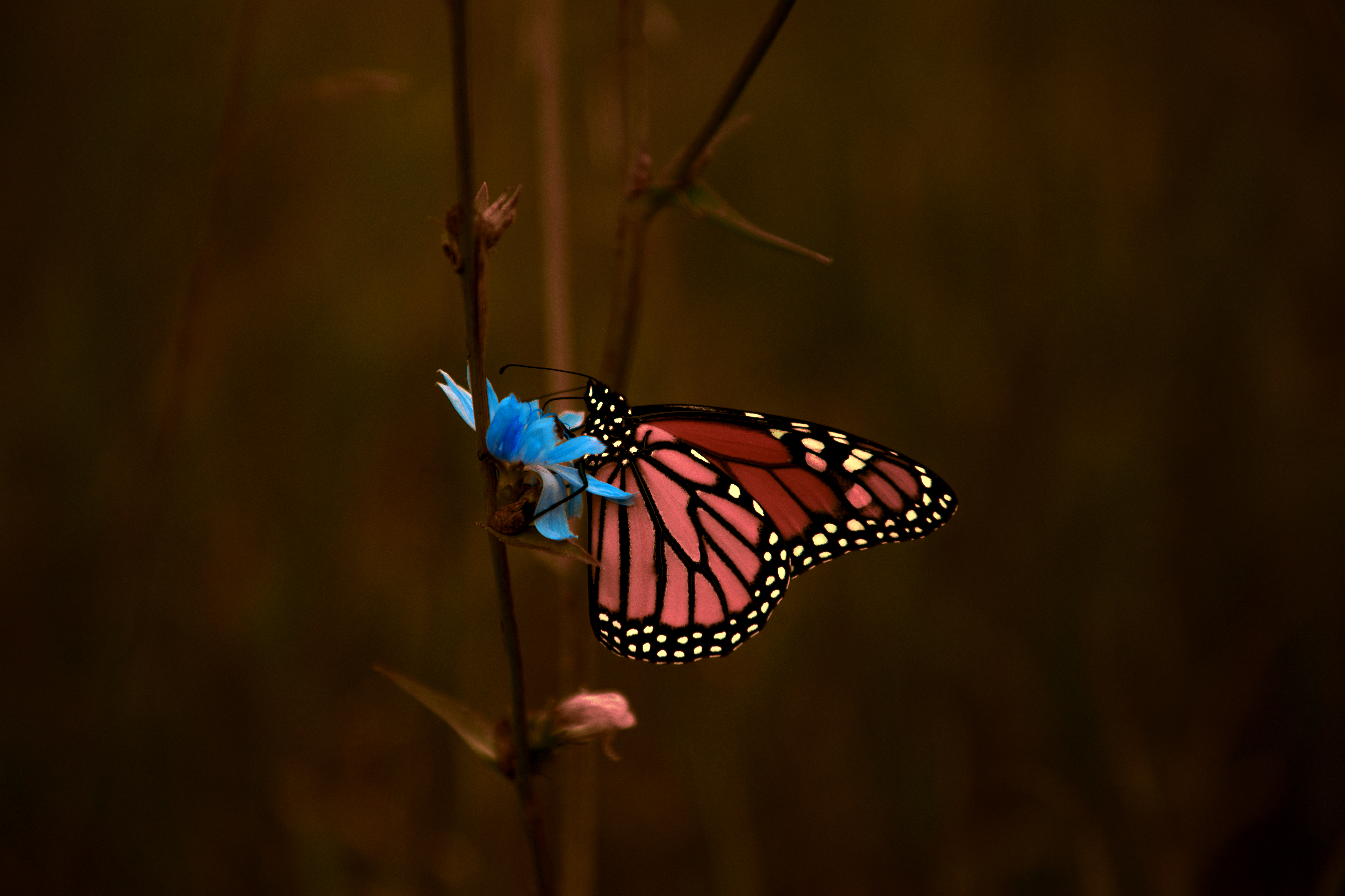 Monarch Butterfly Dewdrops Purple Lavender