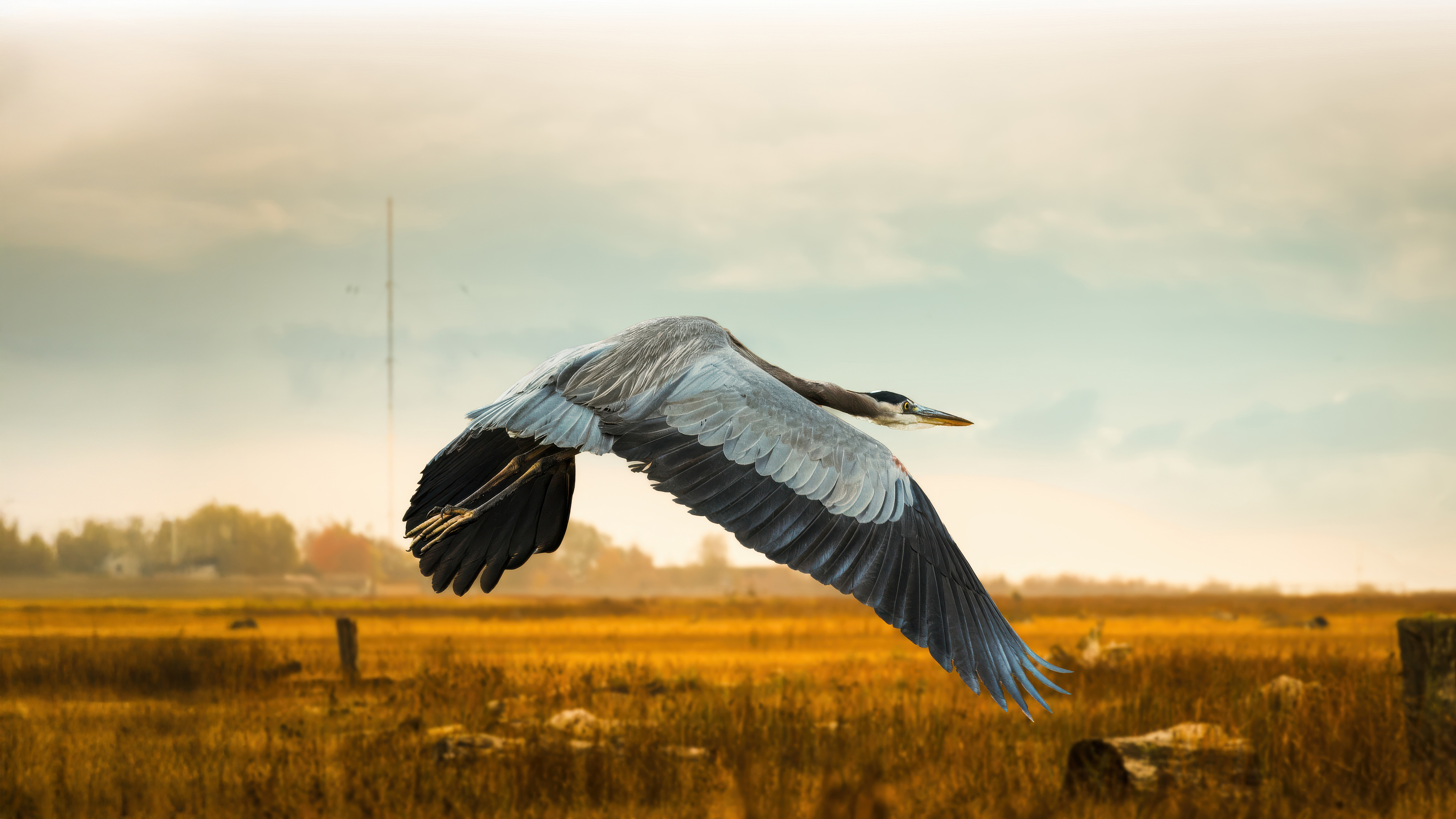 Great Blue Heron Majestic Wingspan Flight