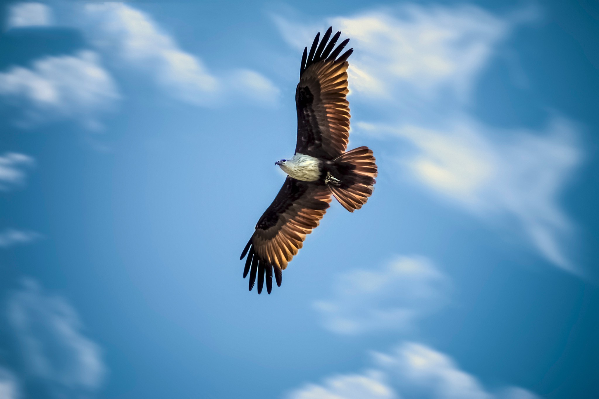Golden Eagle Piercing Gaze Macro