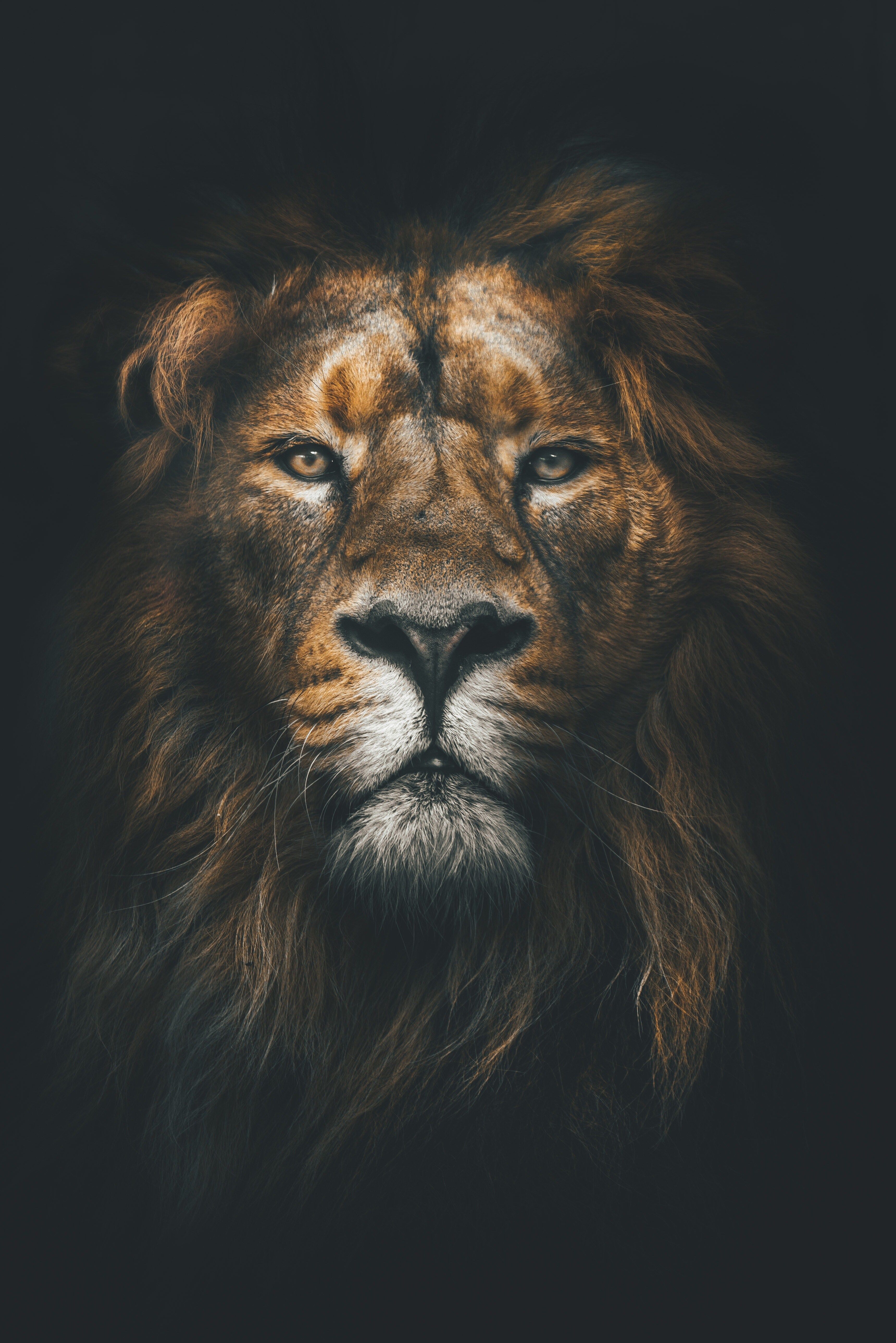 Gaze of the Sovereign. Shadows Across the Golden Mane