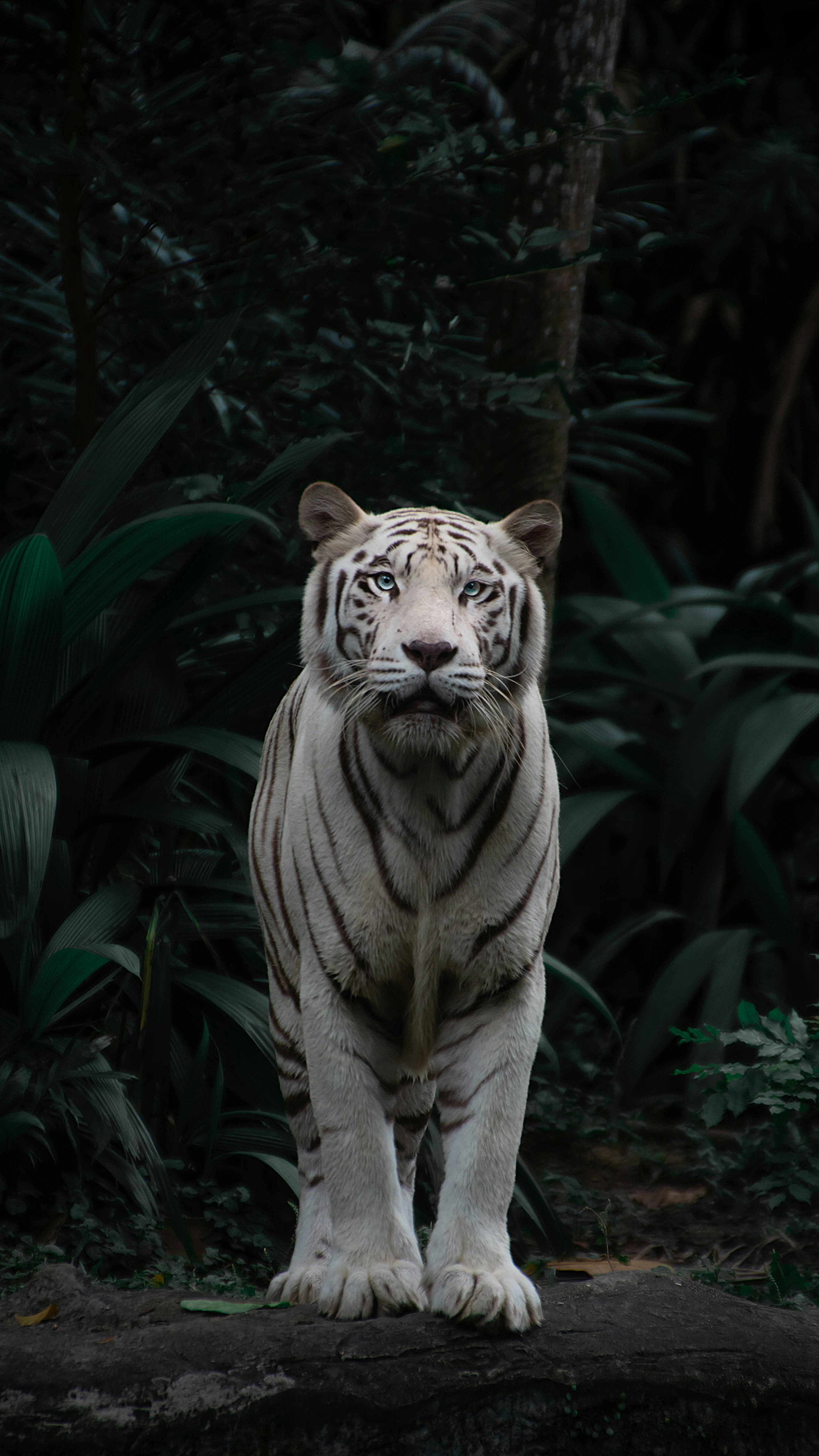 Ghost of the Jungle. The Pale Apex Predator