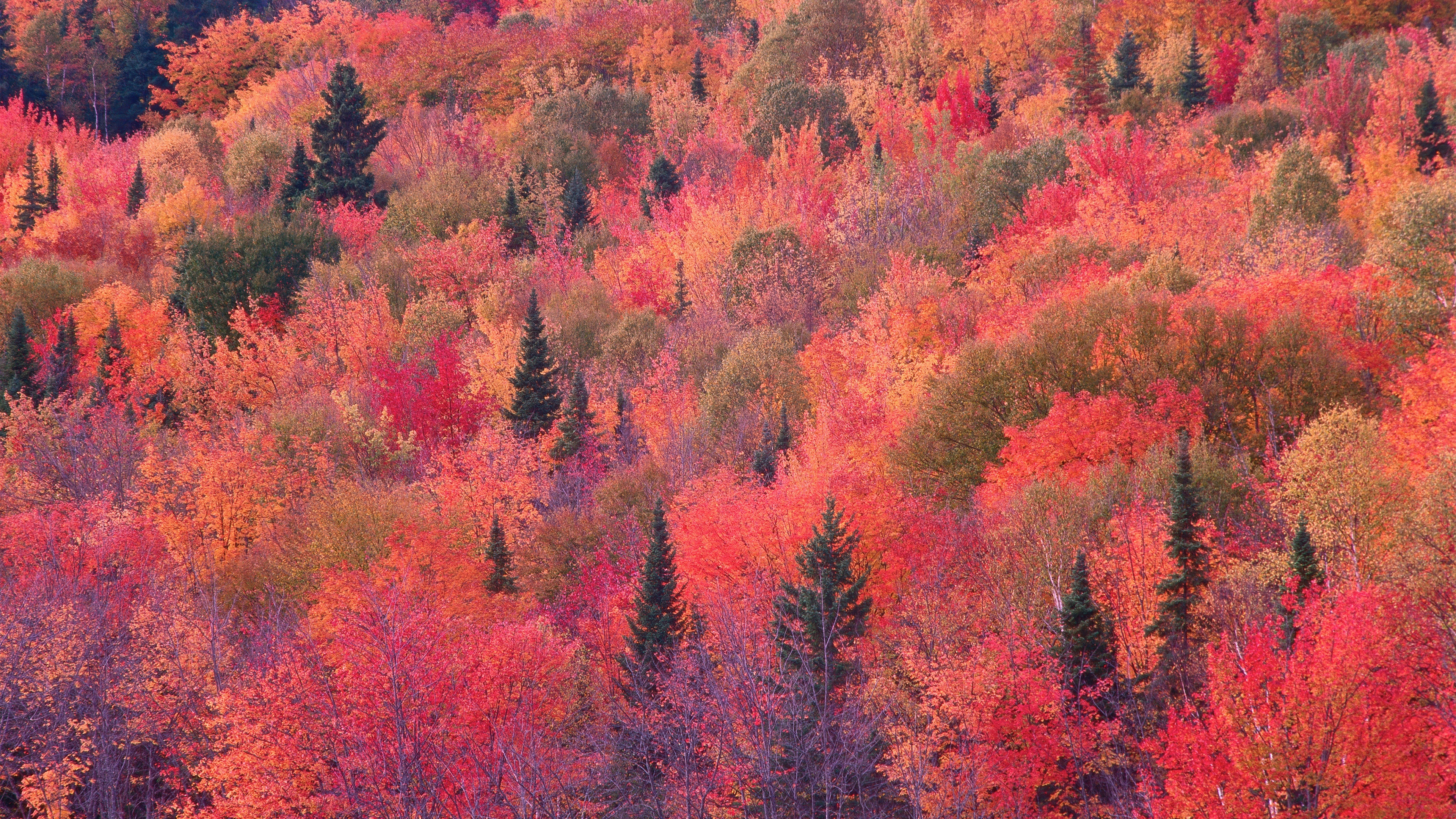 Autumn Canopy. Nature's Crimson Tapestry