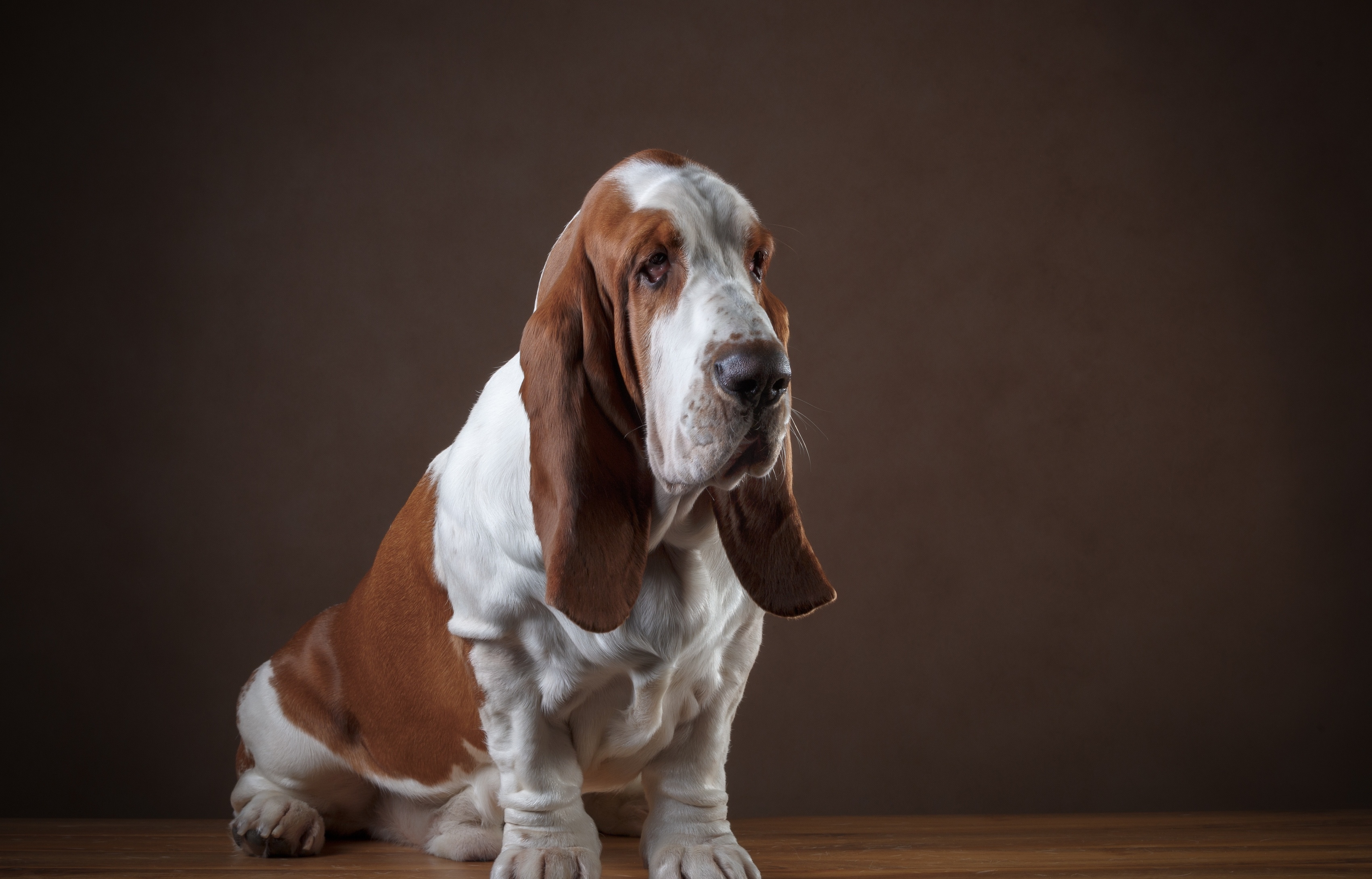 Basset Hound Melancholic Studio Portrait
