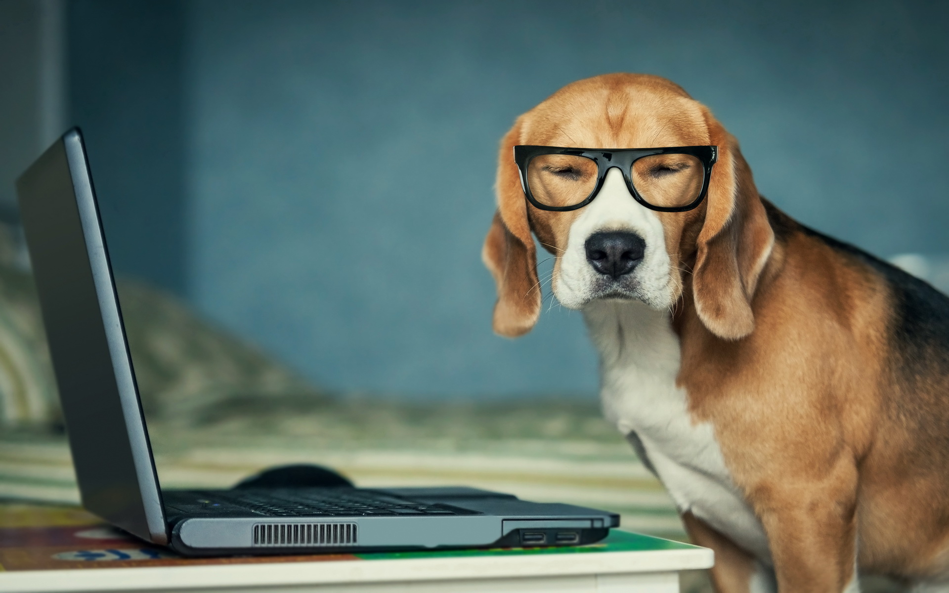 Intellectual Beagle Wearing Glasses at Laptop
