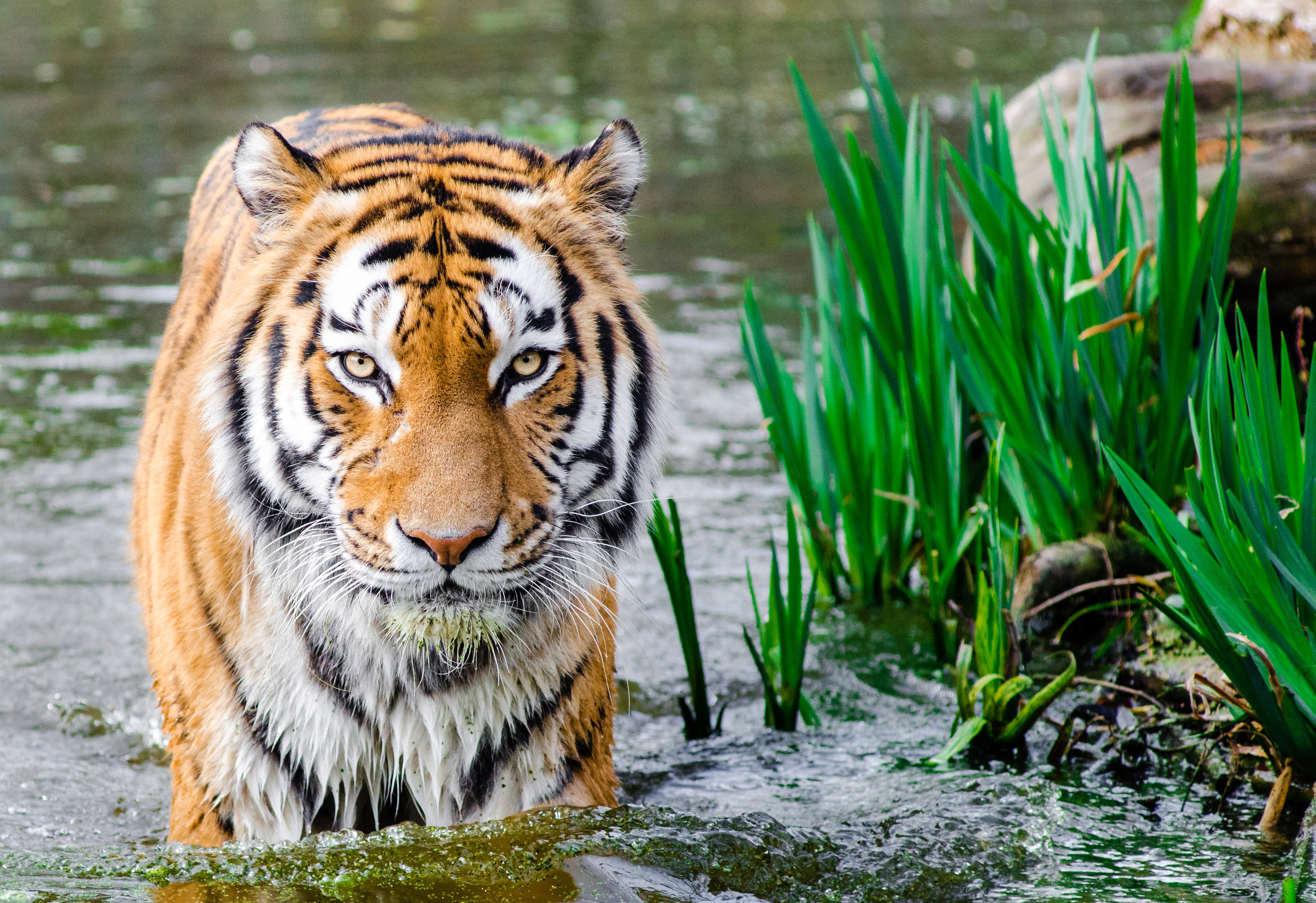 Bengal Tiger Wading Through Water