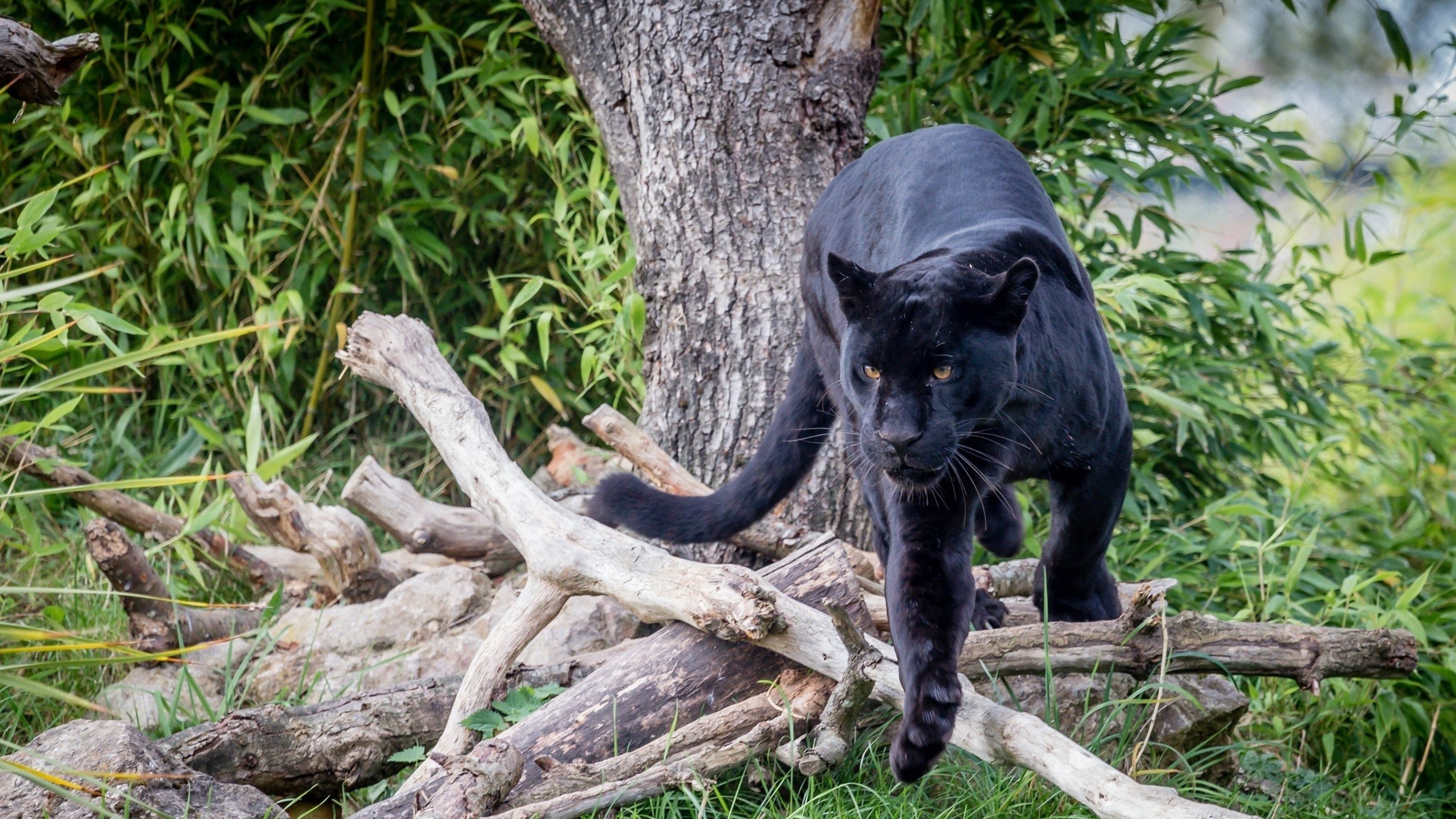 Black Panther Prowling Through Fallen Logs