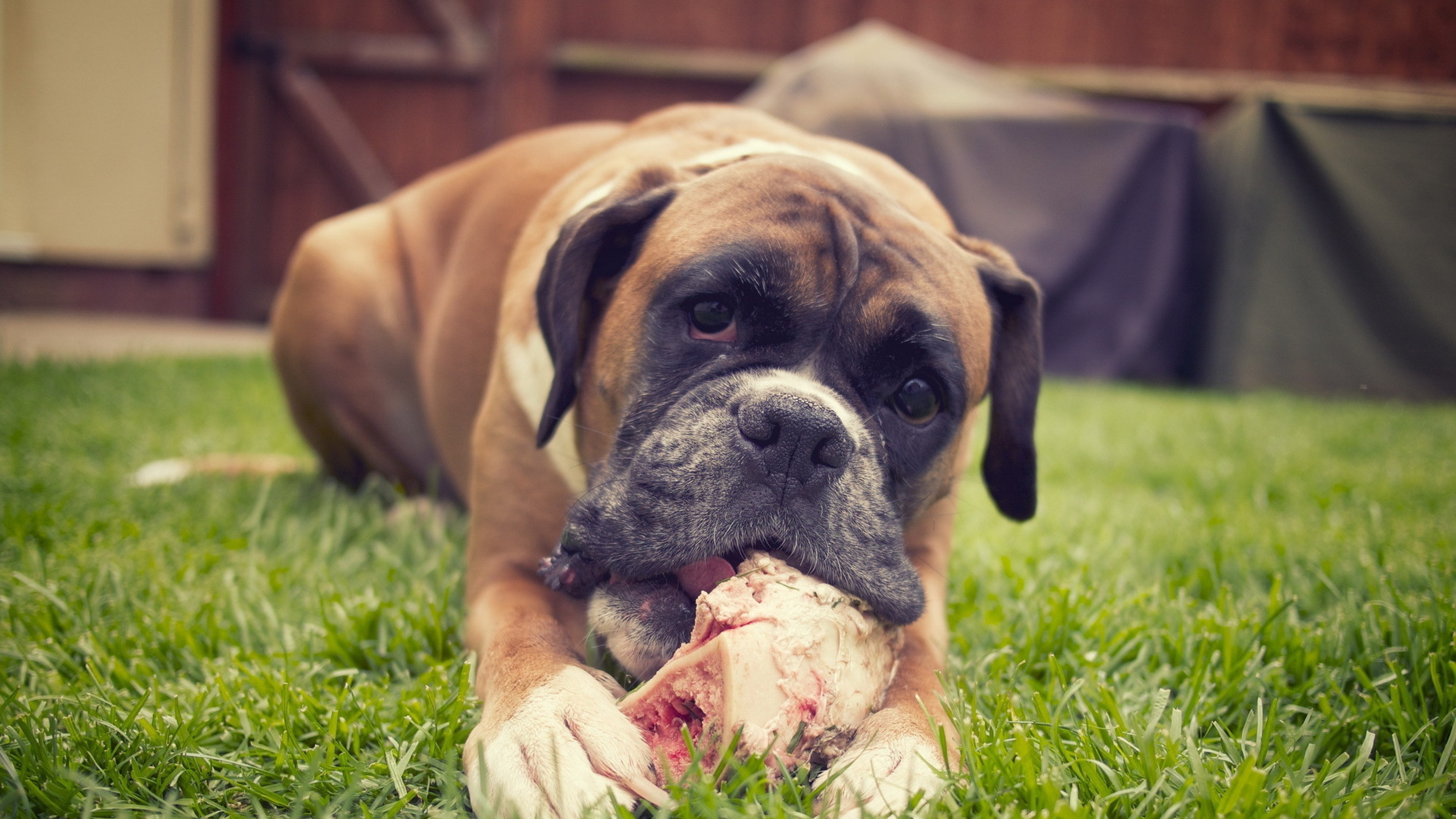 Playful Boxer Dog Chewing Big Bone