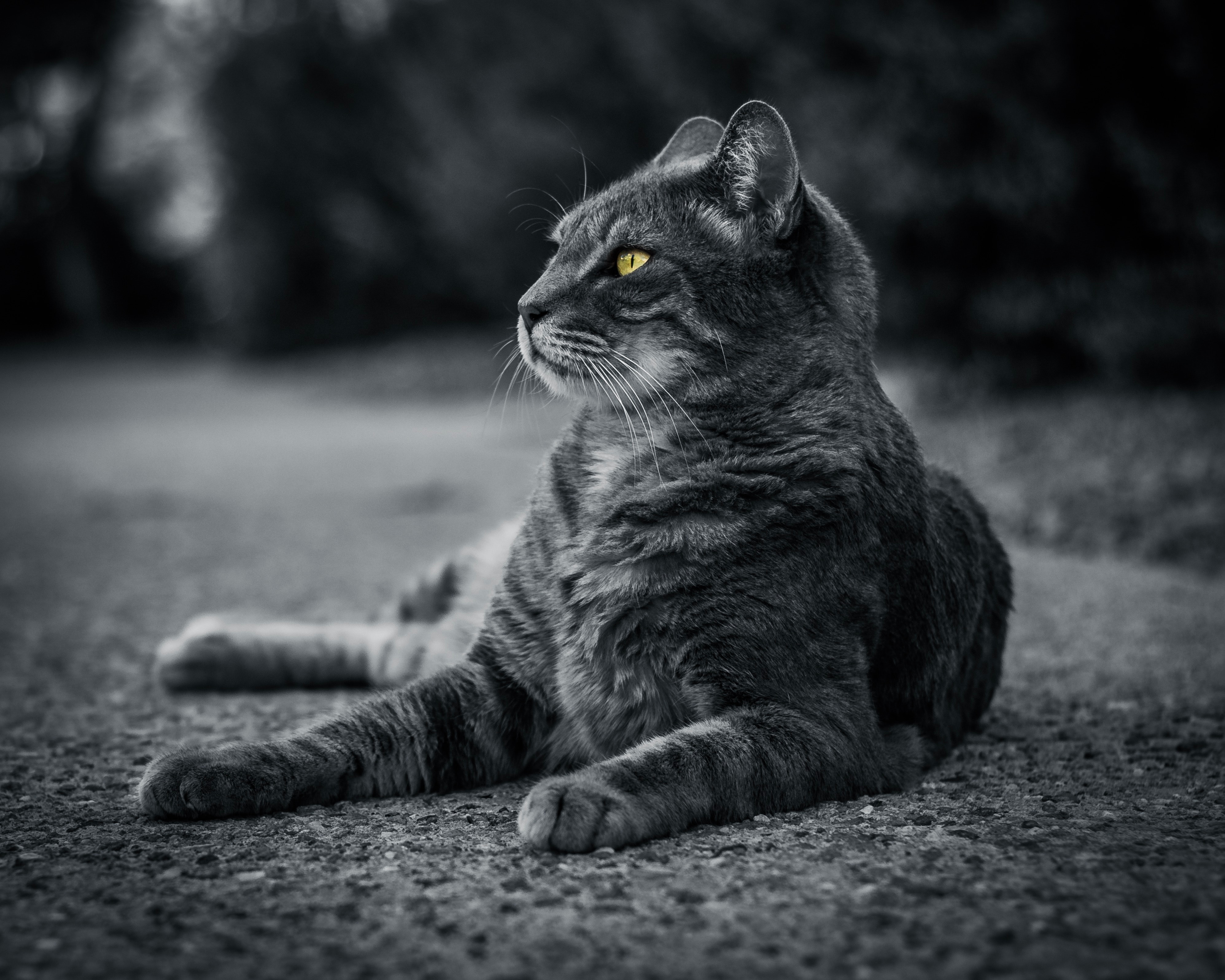 Monochrome Tabby Cat Selective Yellow Eyes