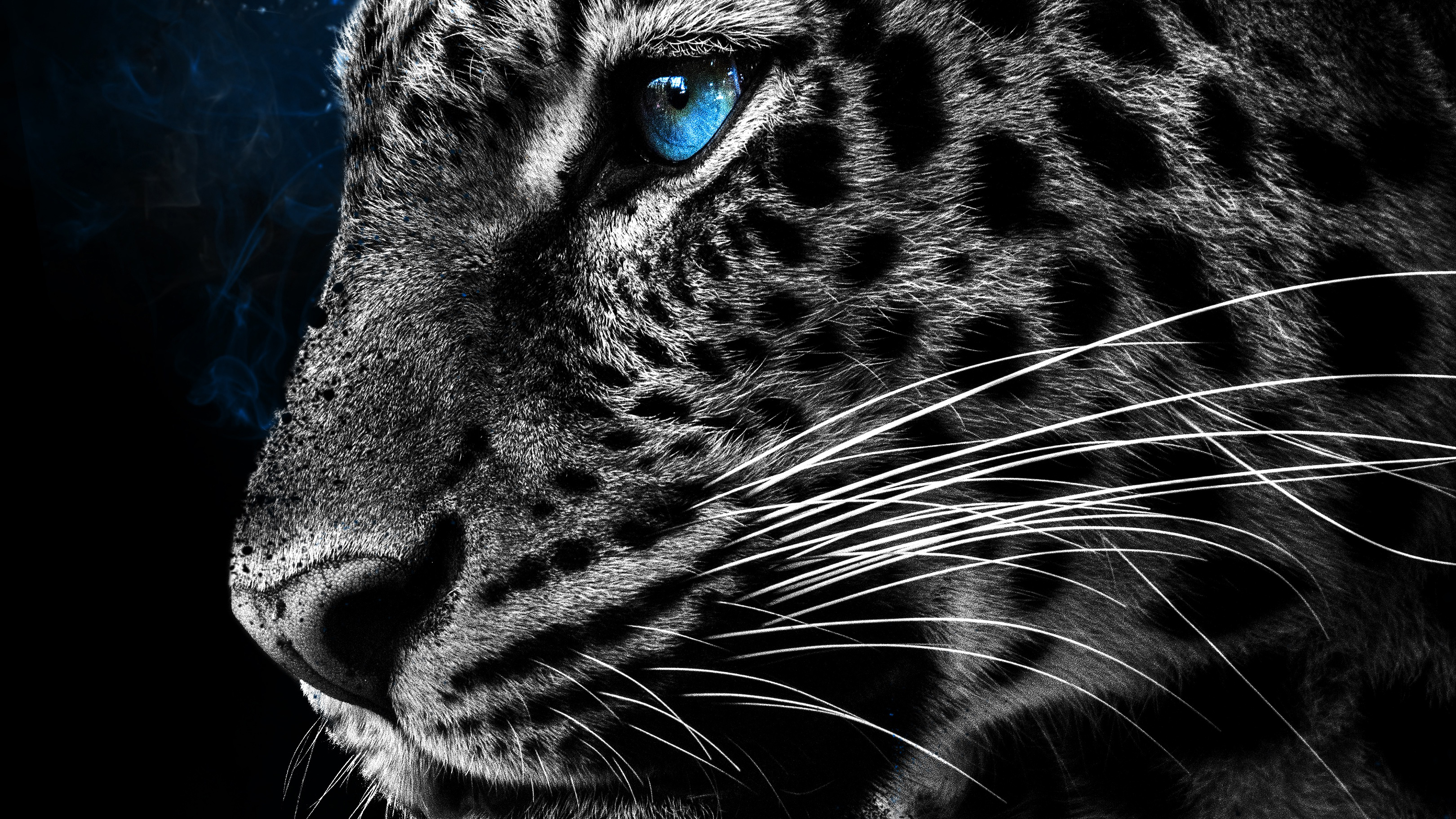 Monochrome Leopard Sapphire Blue Eye Macro