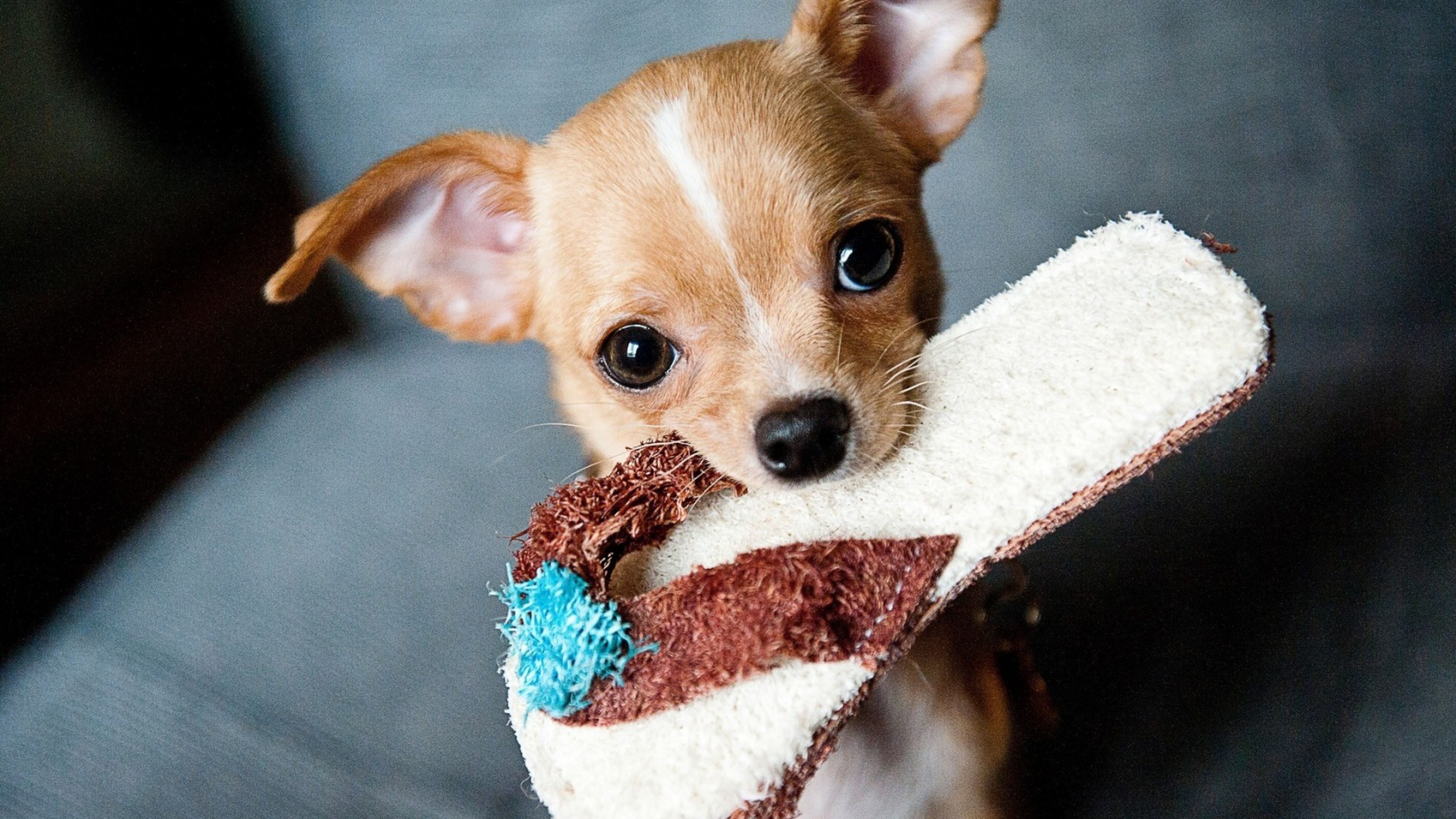 Teacup Chihuahua Puppy Chewing Flip-Flop Slipper