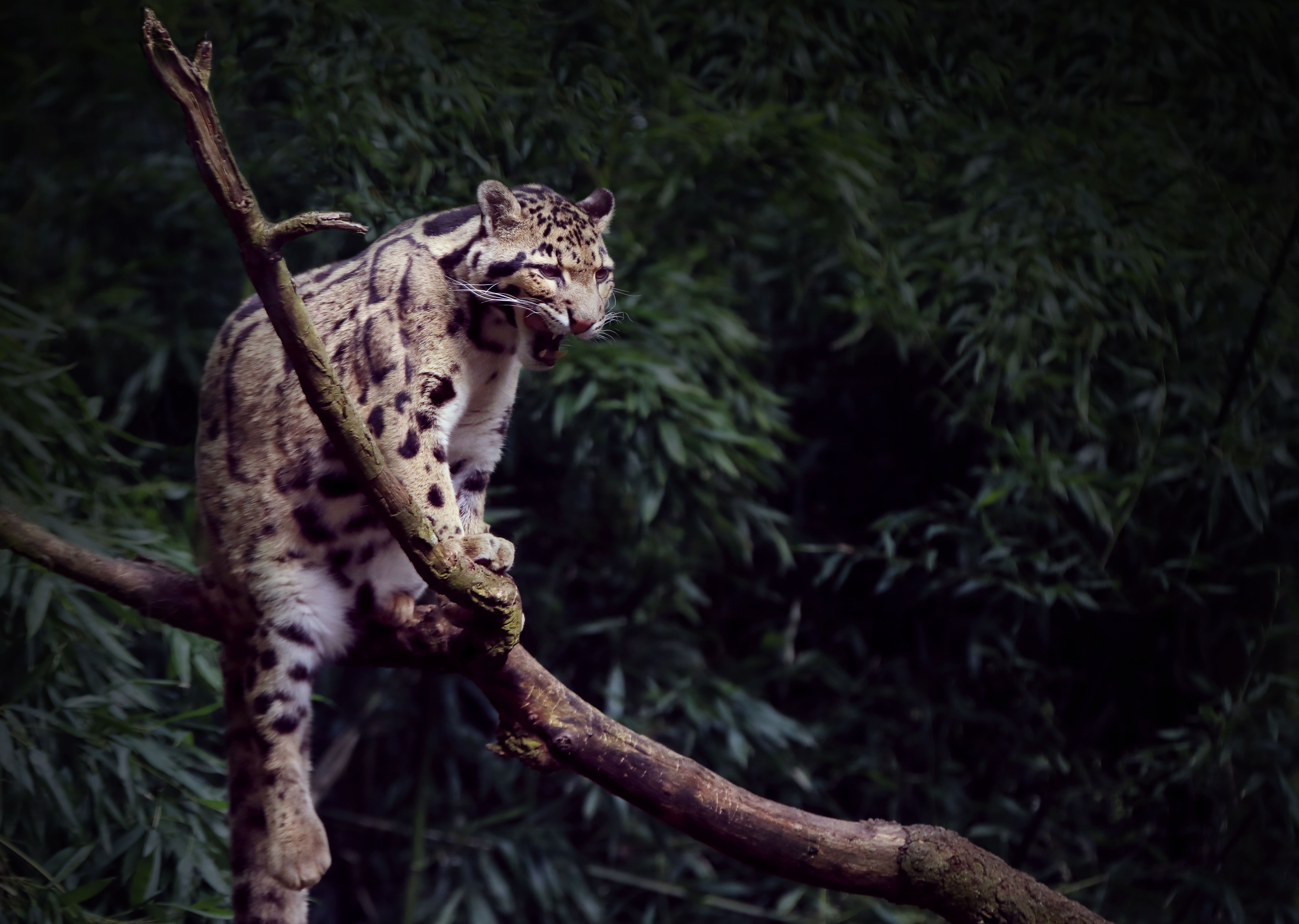 Clouded Leopard Perched on Tree Branch