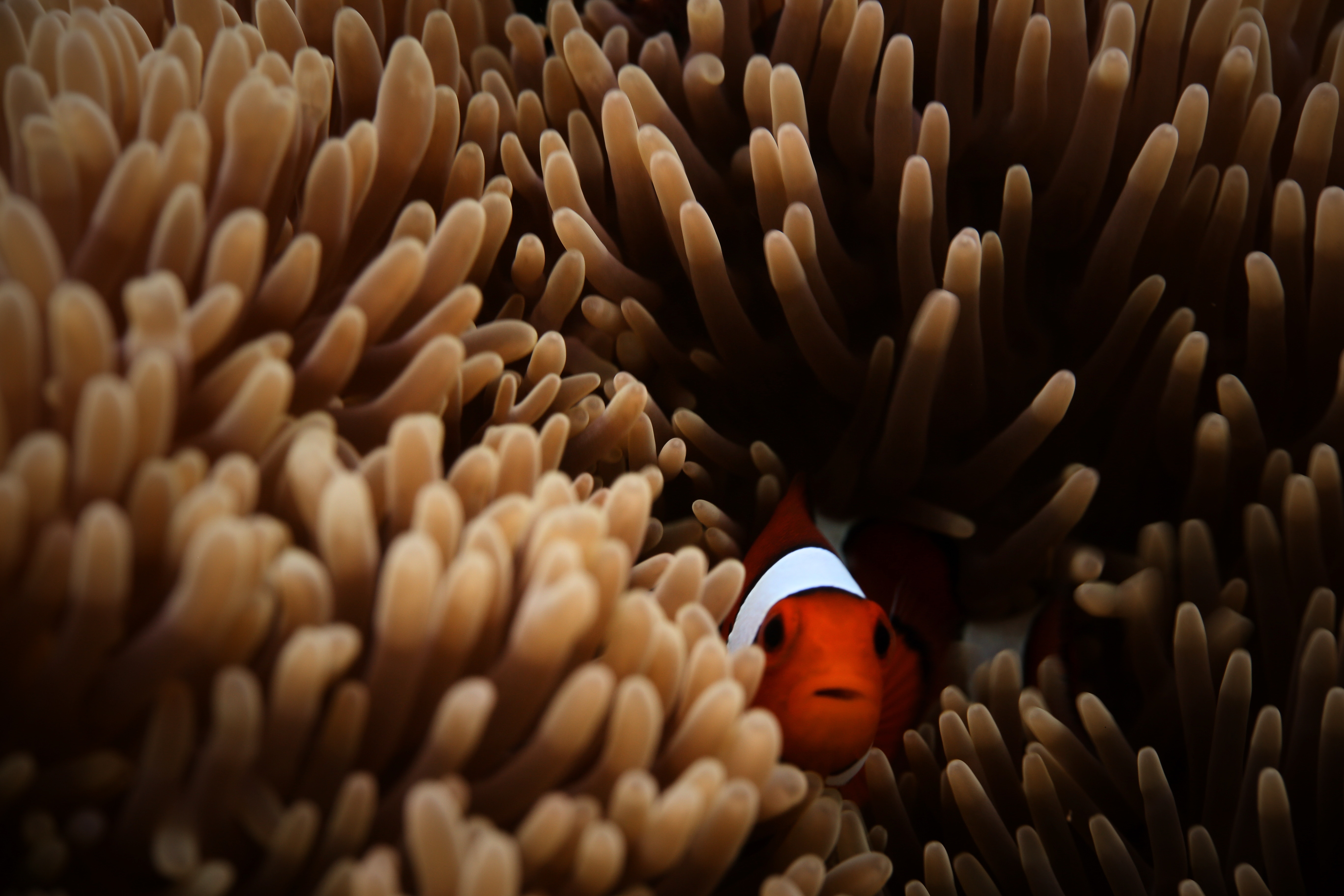 Clownfish Hiding in Sea Anemone Tentacles