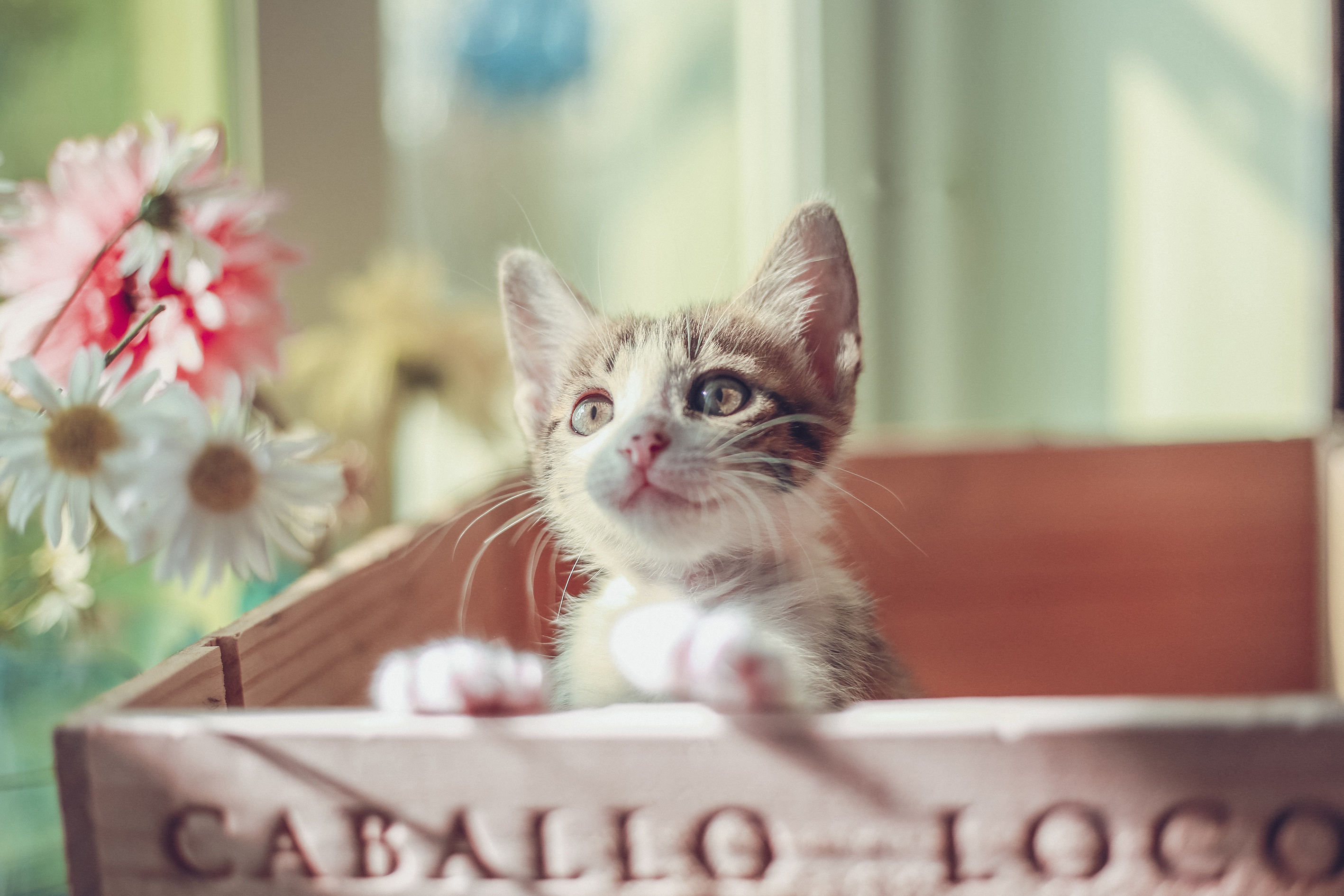 Cute Tabby Kitten Peeking from Wooden Box