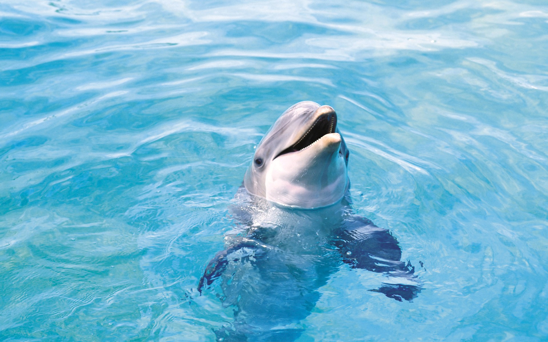 Happy Bottlenose Dolphin Smiling in Blue Water