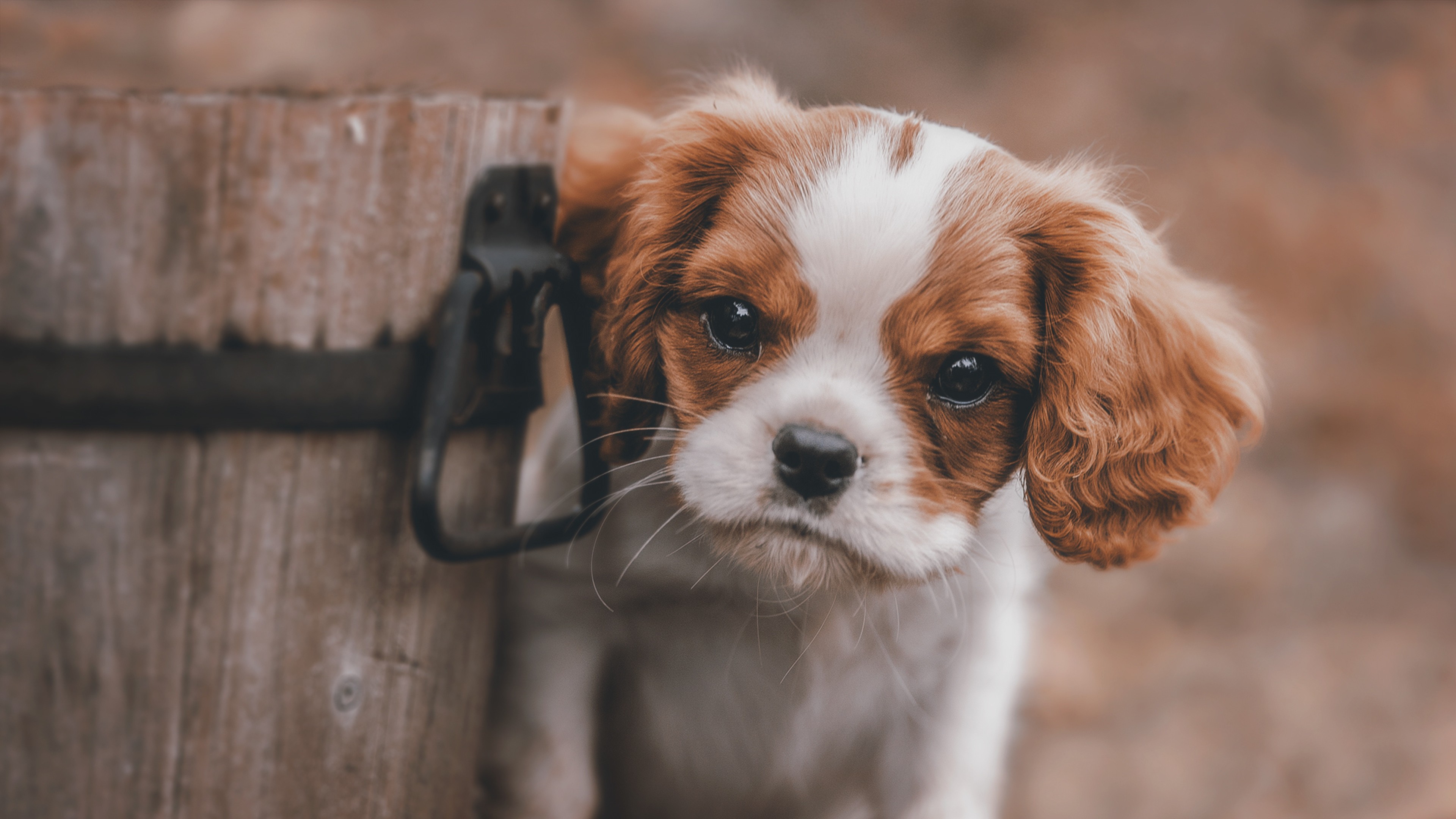Cavalier King Charles Spaniel Puppy Wooden Bucket