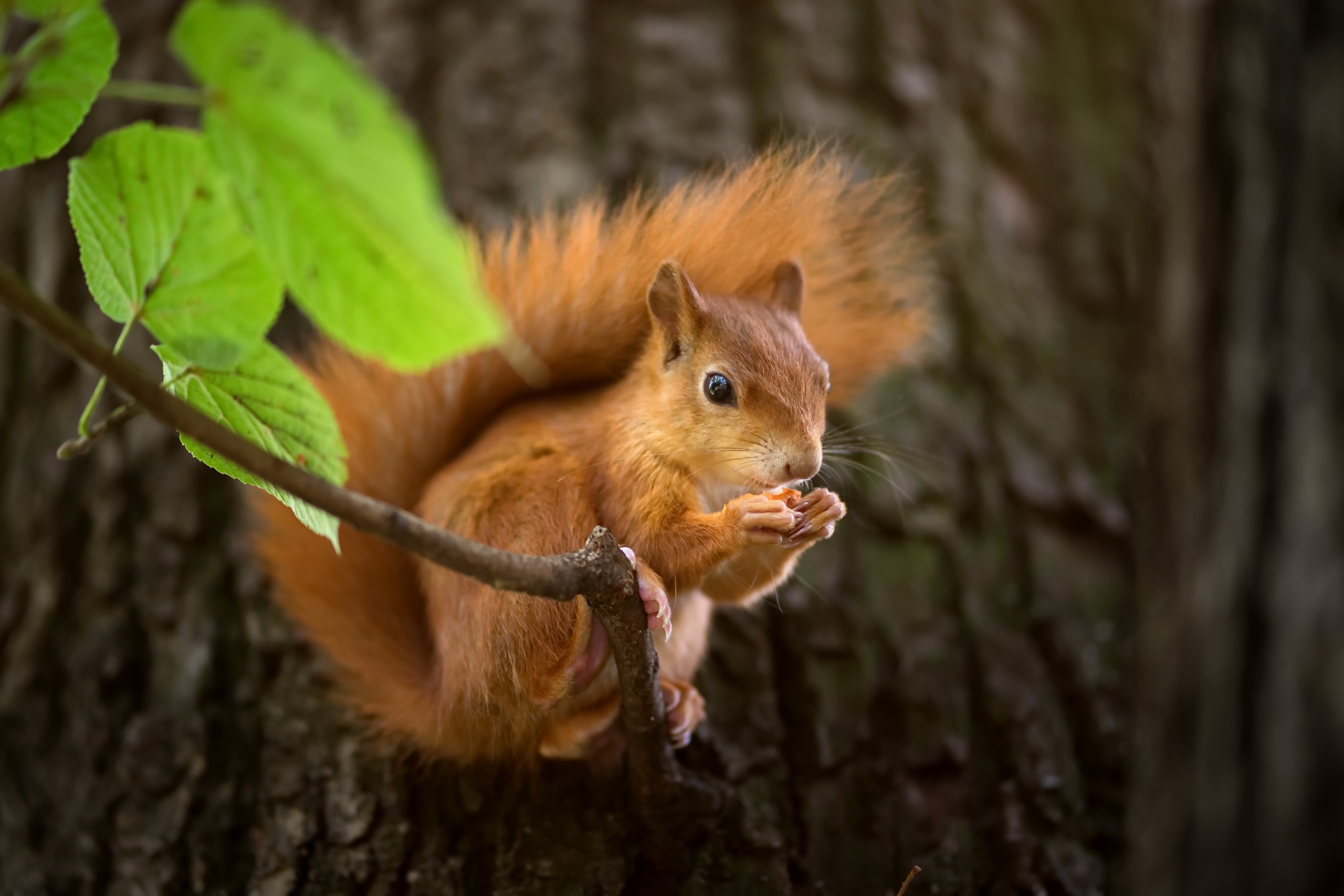 Eurasian Red Squirrel Eating Nut Tree Branch