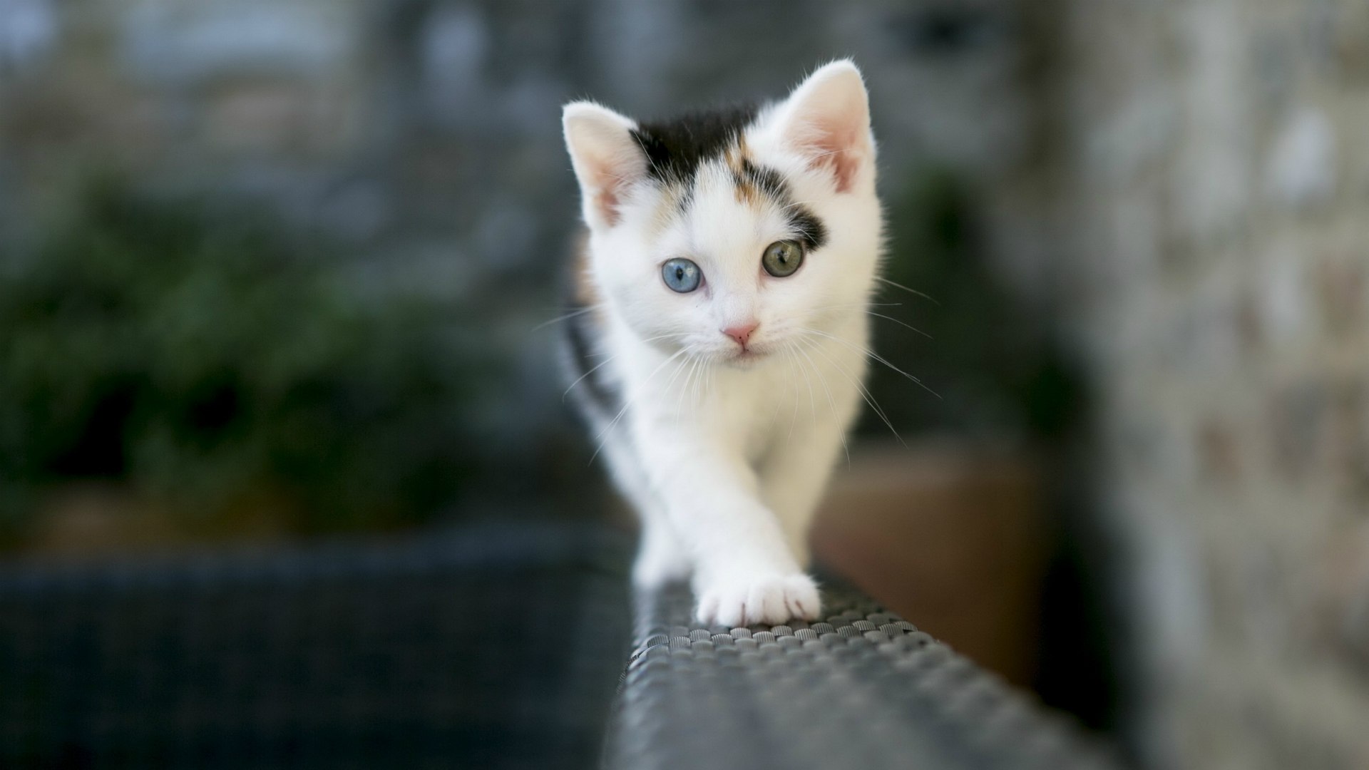 Heterochromia White Kitten Blue and Green Eyes