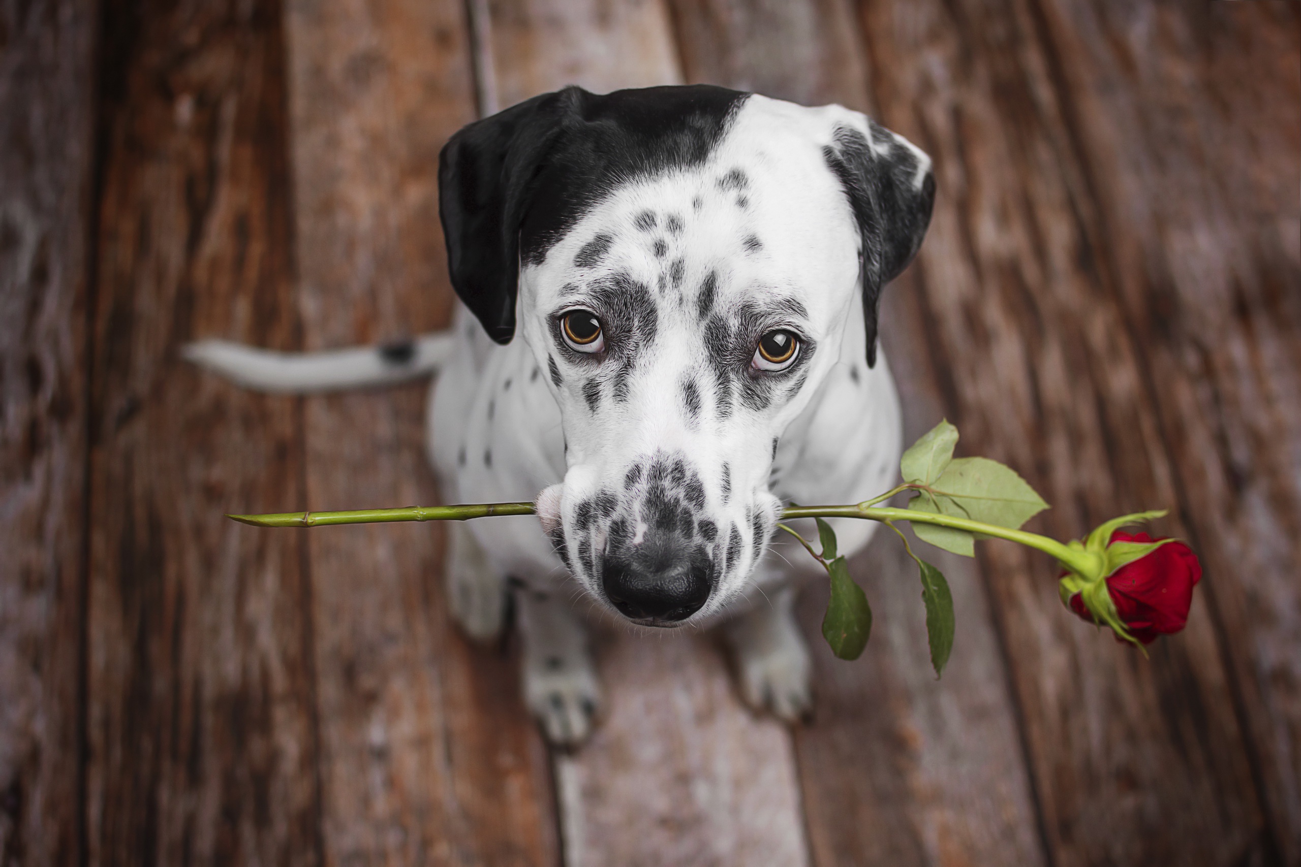 Dalmatian Dog Holding Red Rose In Mouth