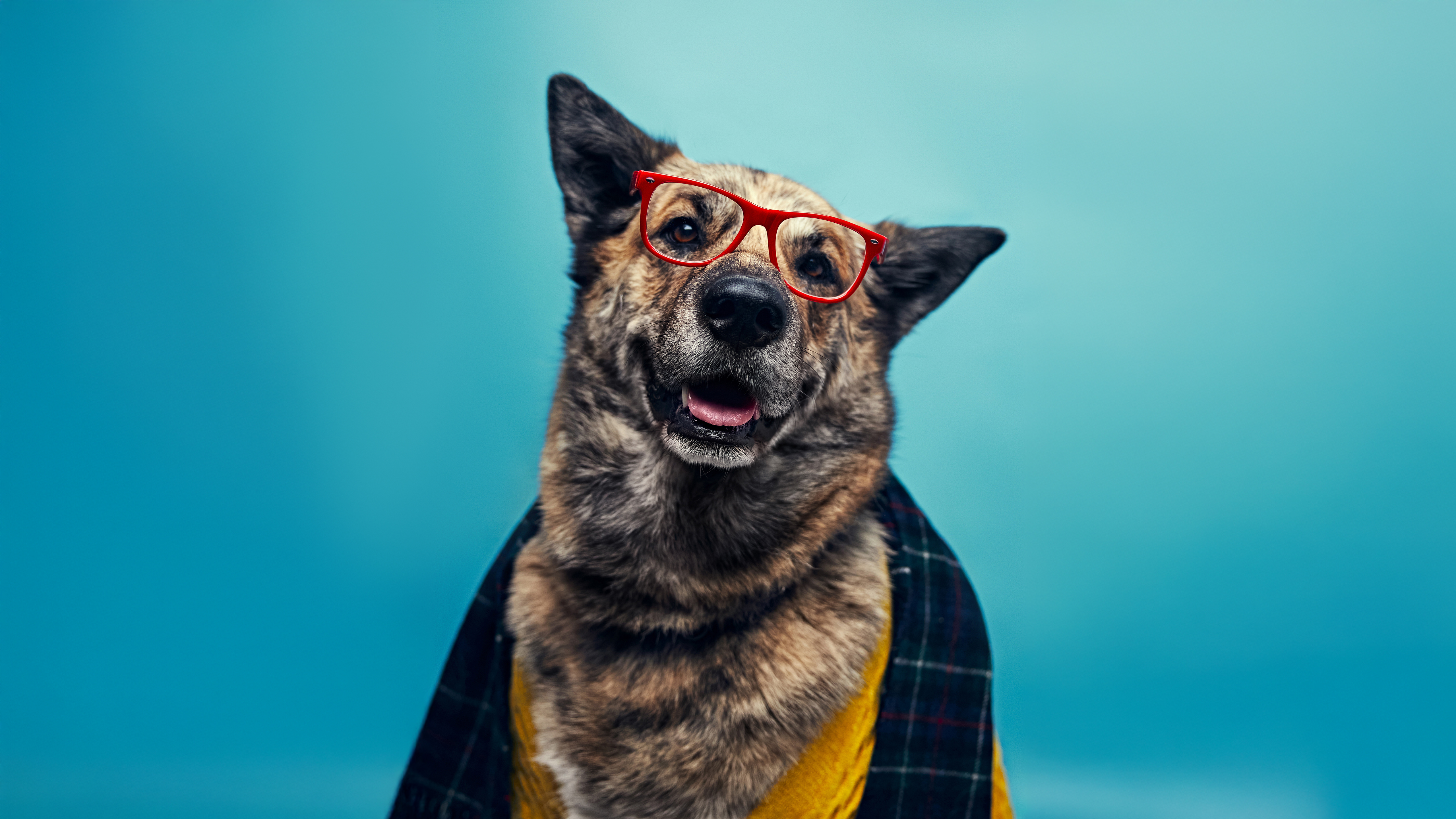 Dapper Dog Wearing Red Glasses and Scarf