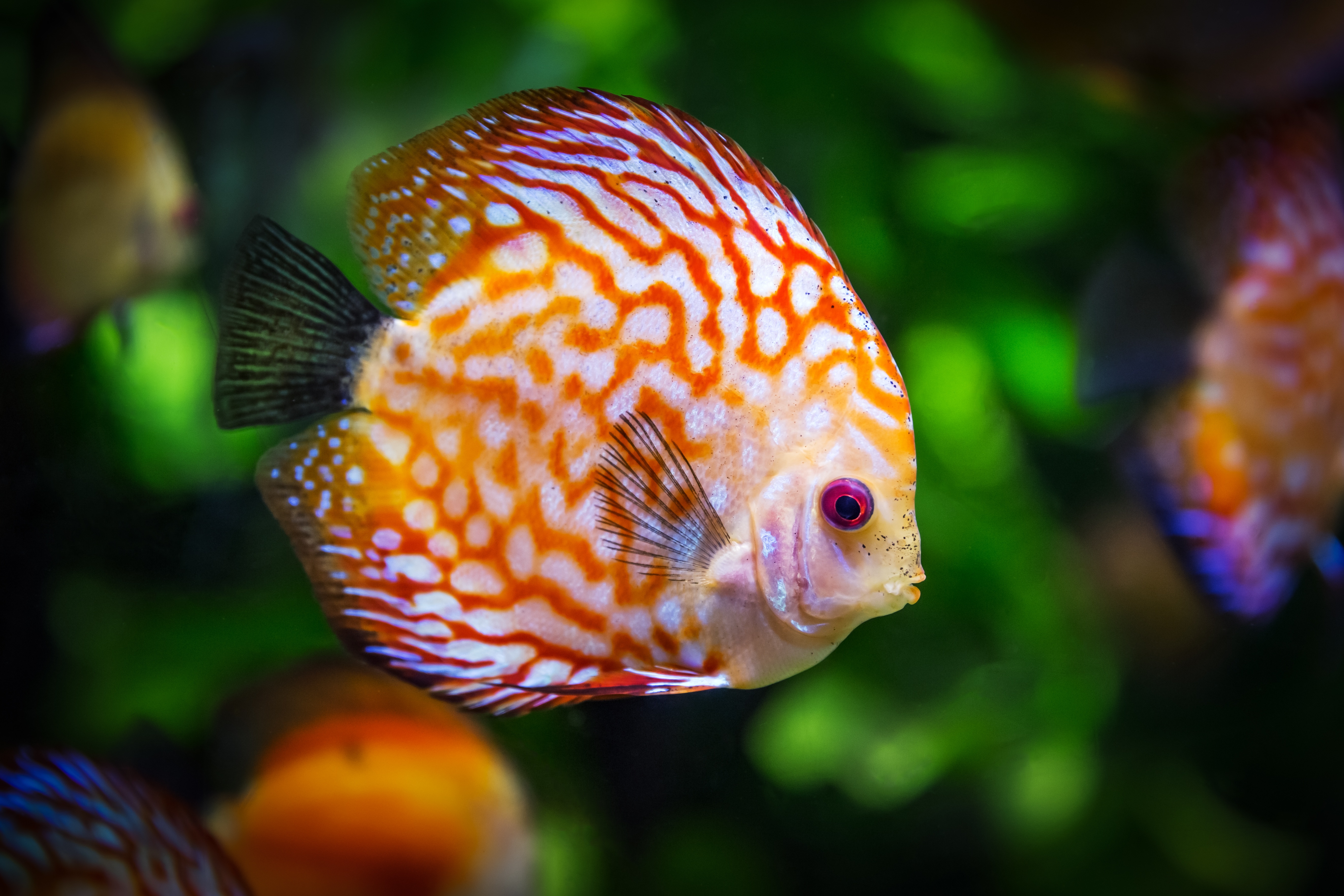 Vibrant Orange Discus Fish Tropical Aquarium