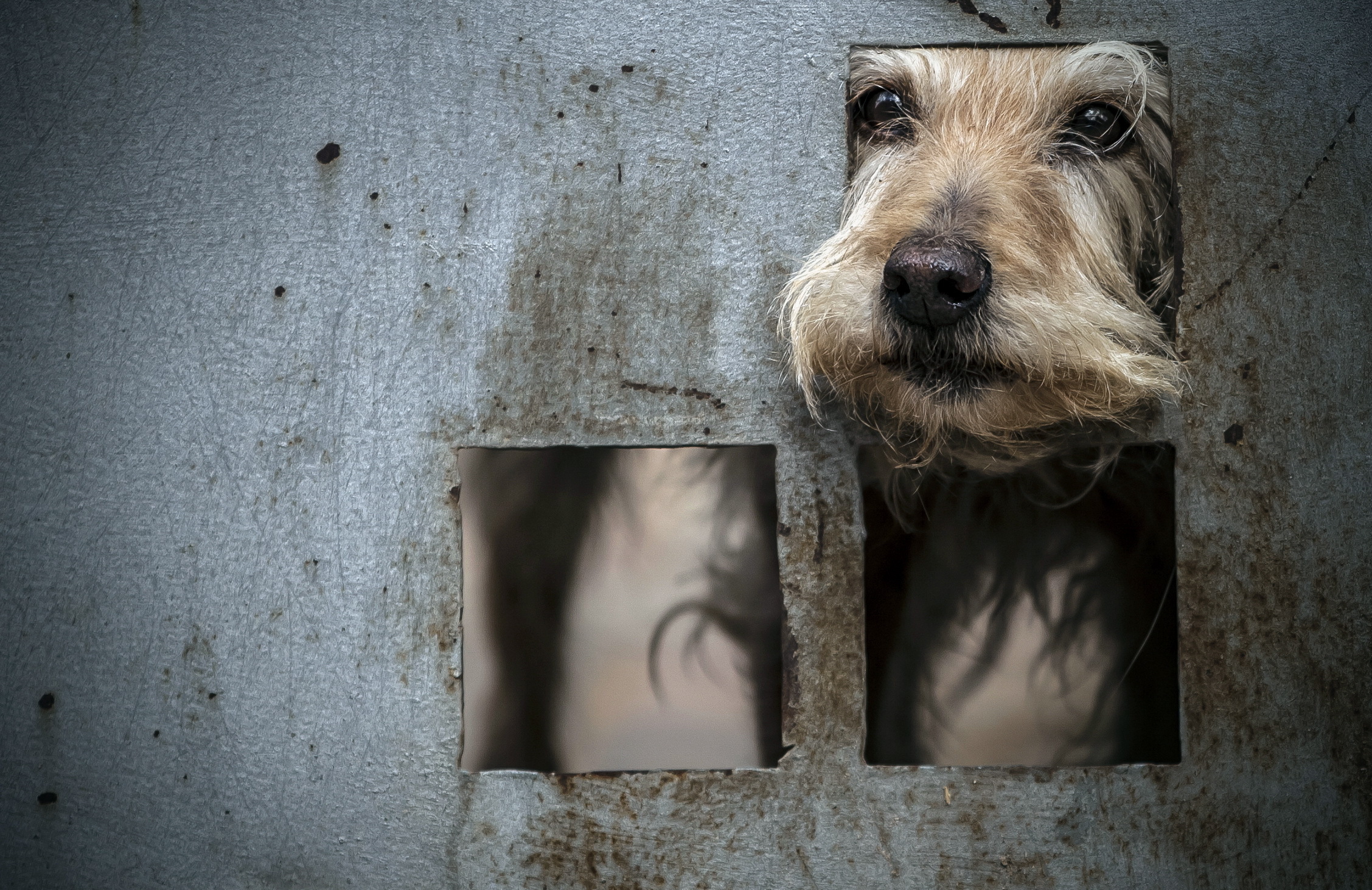 Scruffy Terrier Peeking Through Gate Hole