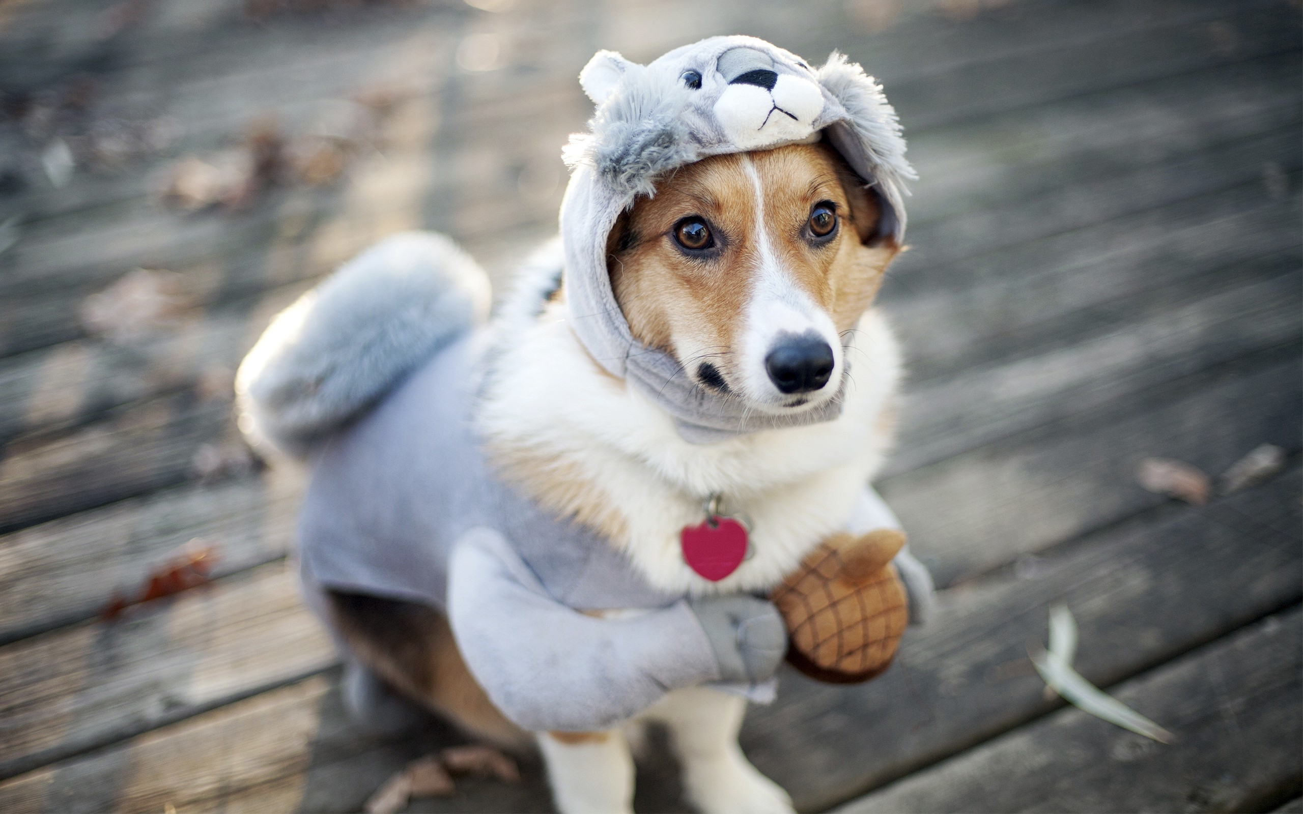 Welsh Corgi Wearing Squirrel Costume