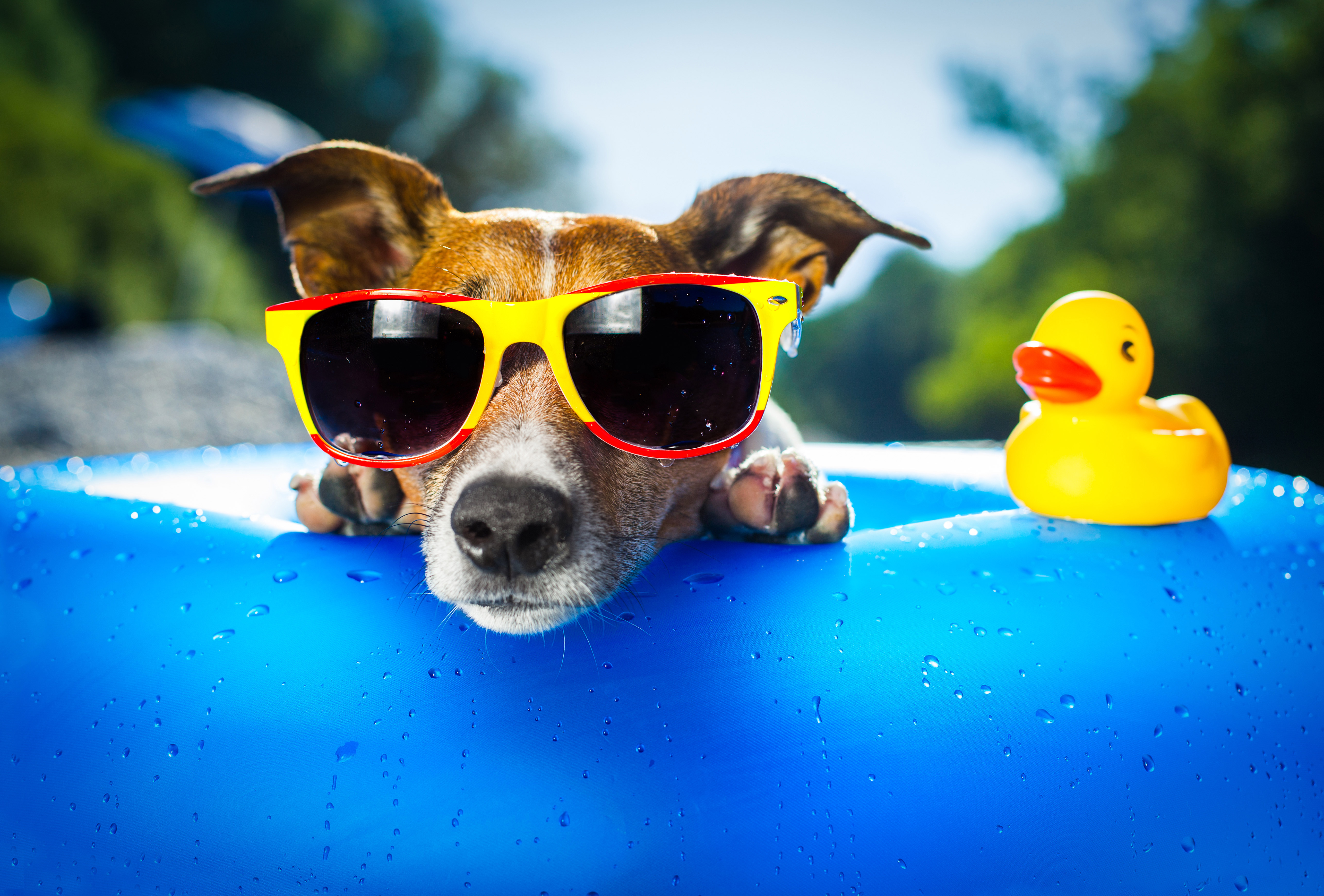 Cool Jack Russell Sunglasses Pool Float