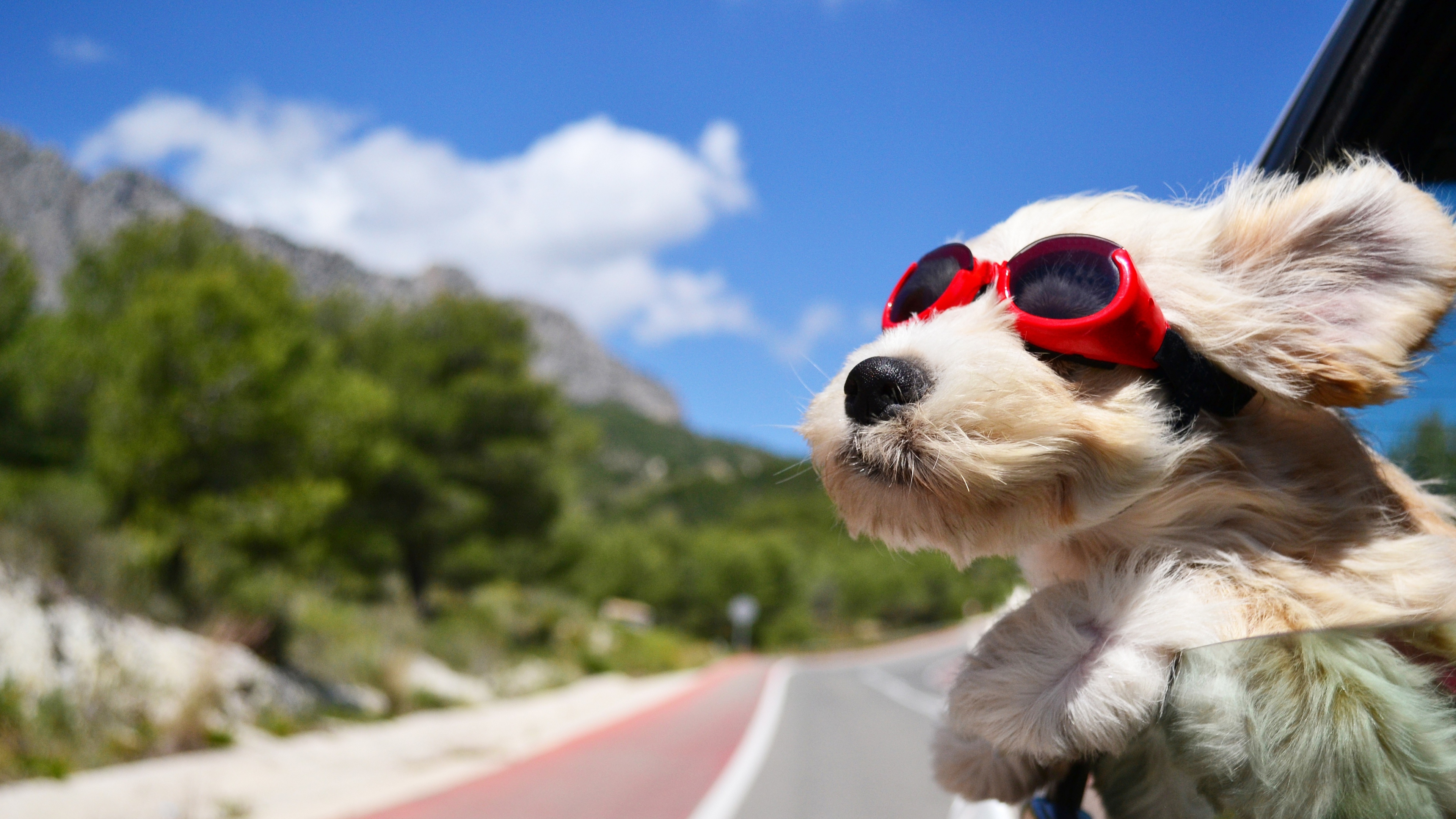 White Puppy Goggles Car Window Breeze