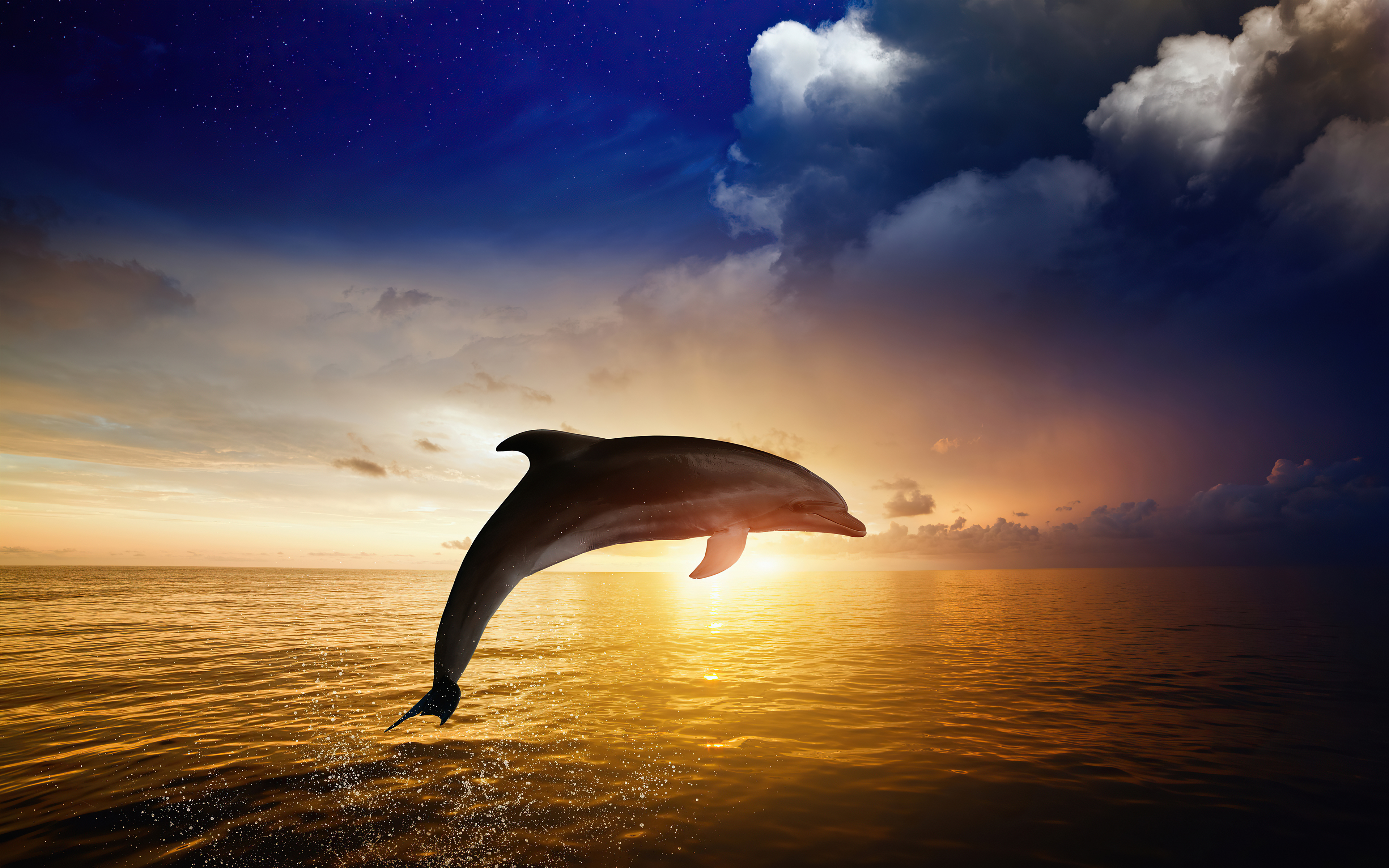 Dolphin Sunset Jump Golden Ocean