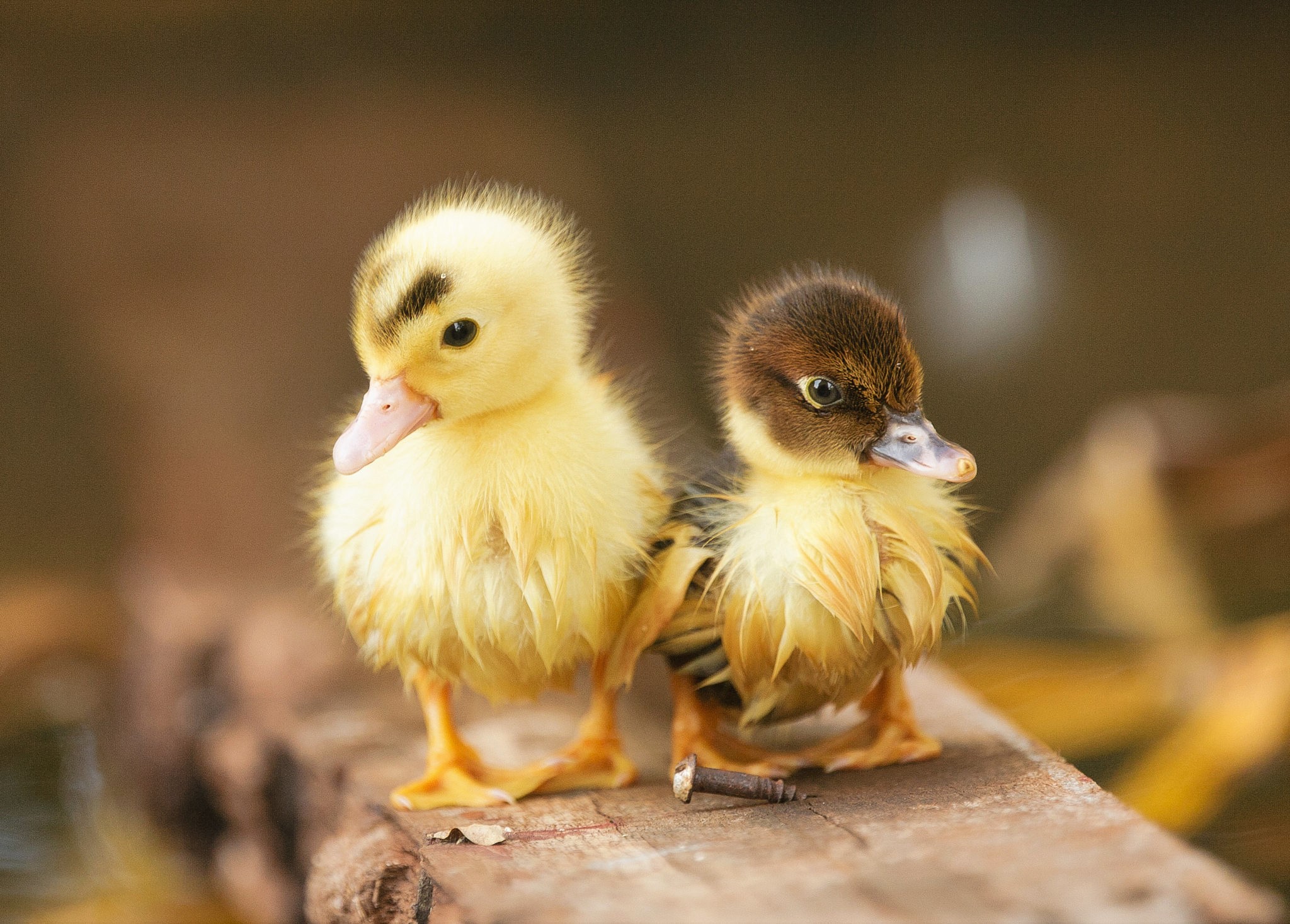 Two Fluffy Ducklings Perched on Wood Plank