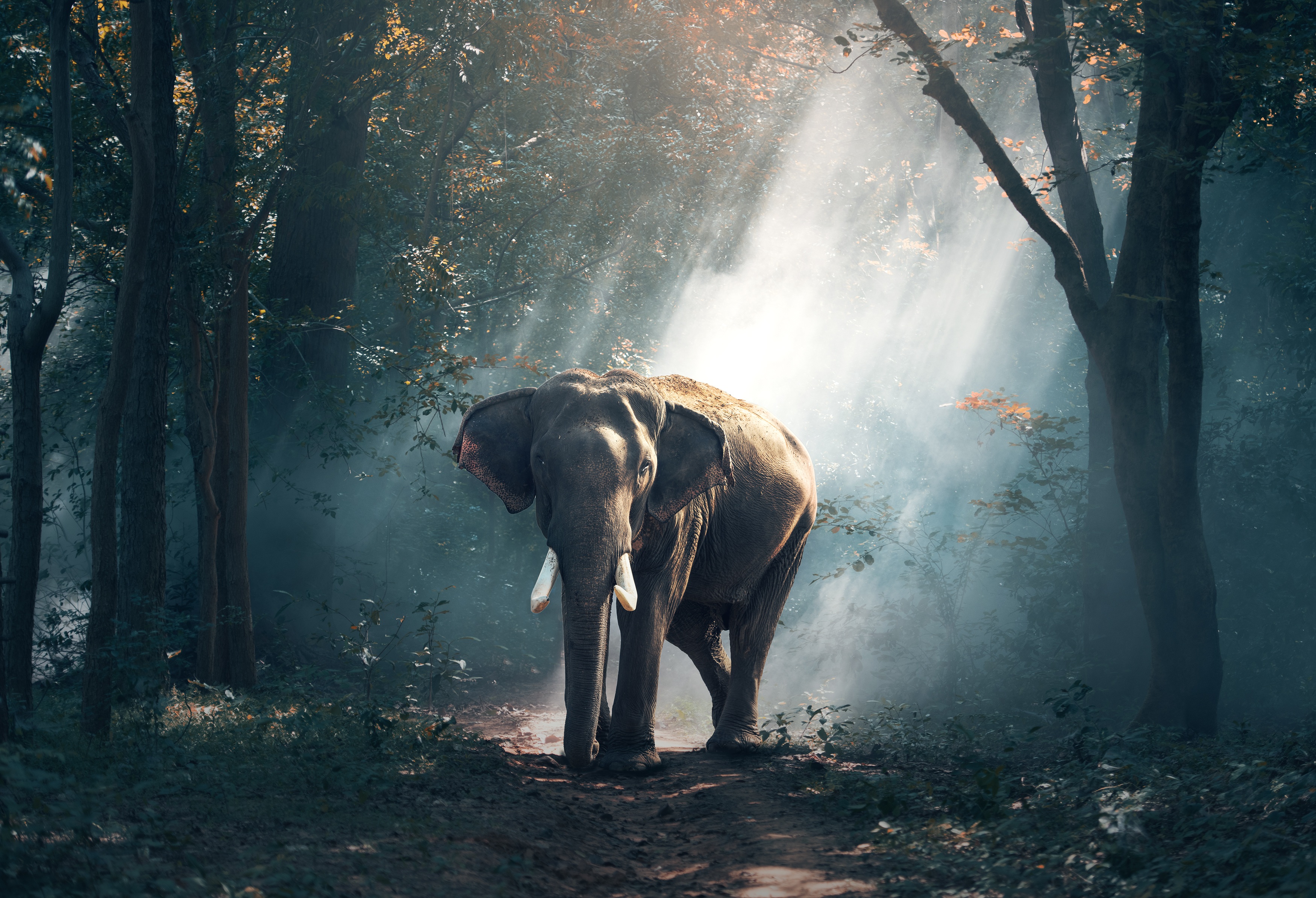 Asian Elephant Misty Jungle Sunbeams