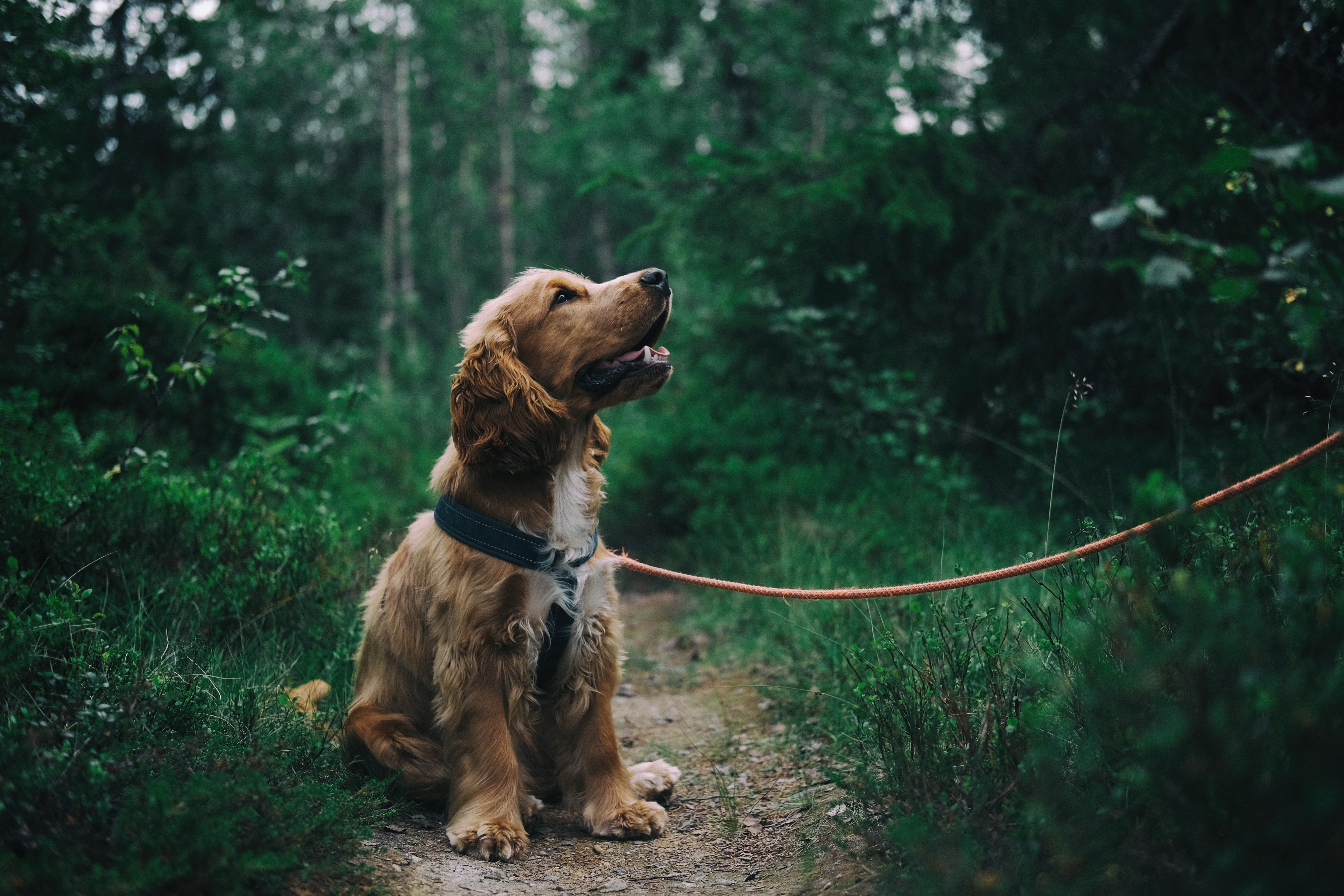 English Cocker Spaniel Forest Path